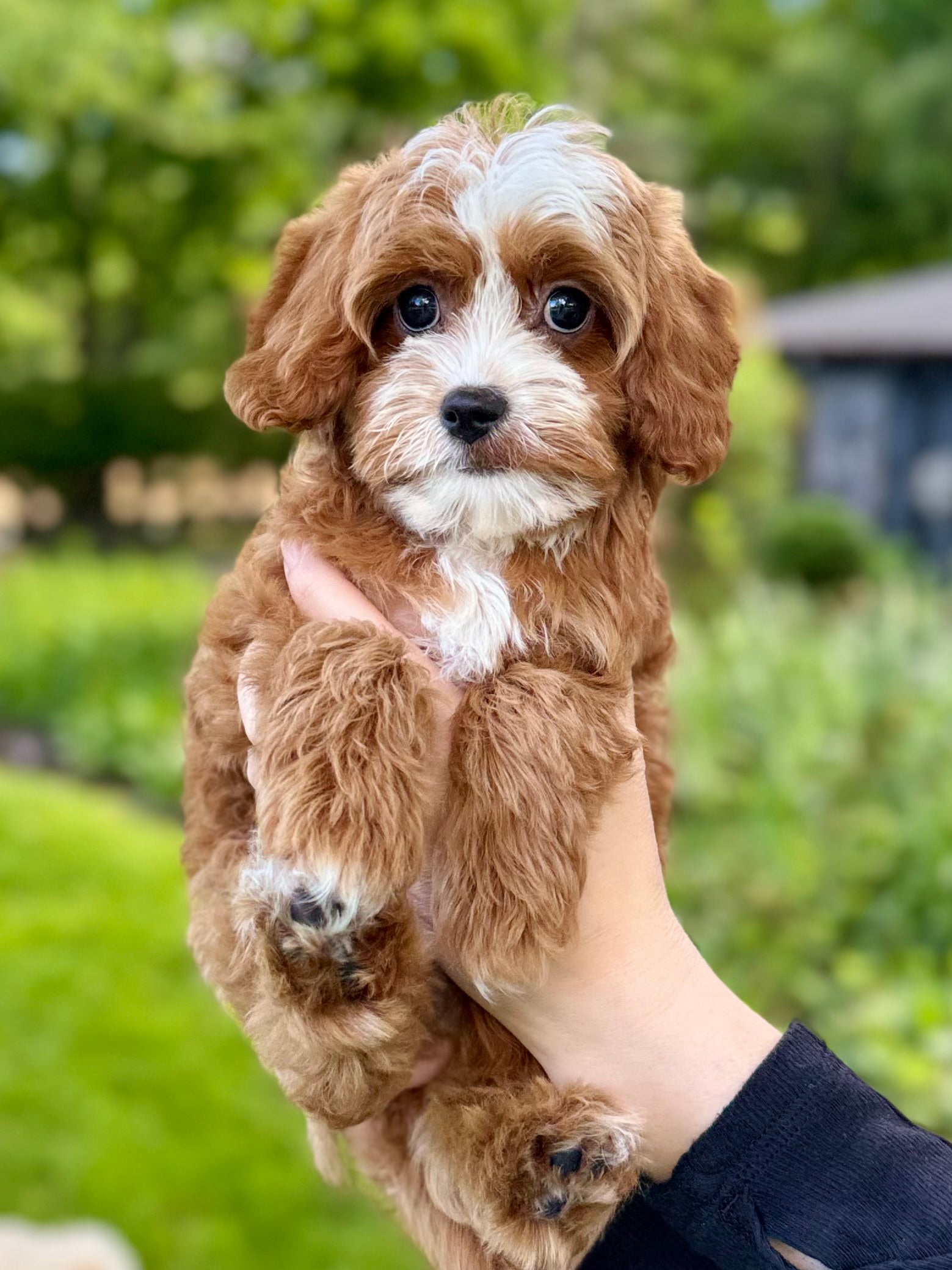 Small Toy Cavapoo Tucker Toy Cavapoo Puppy π β Precious Pups USA