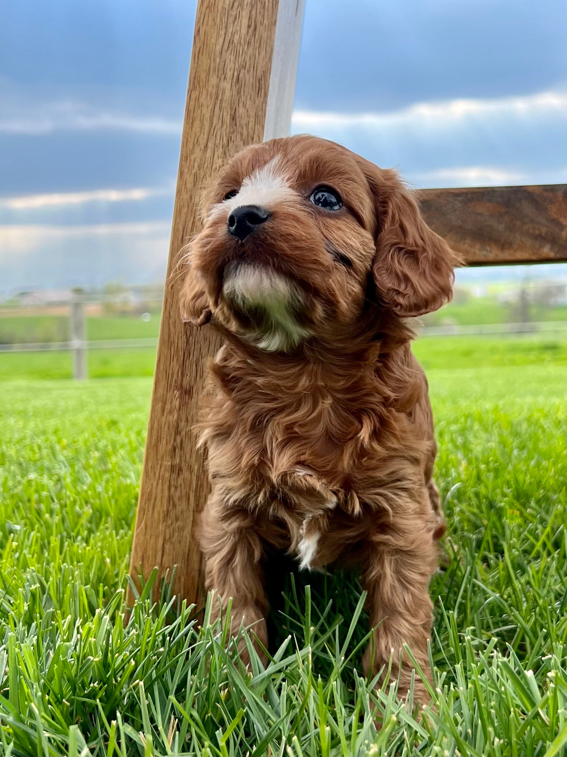 Robin Cavapoo Puppy 💗 SOLD – Precious Pups USA