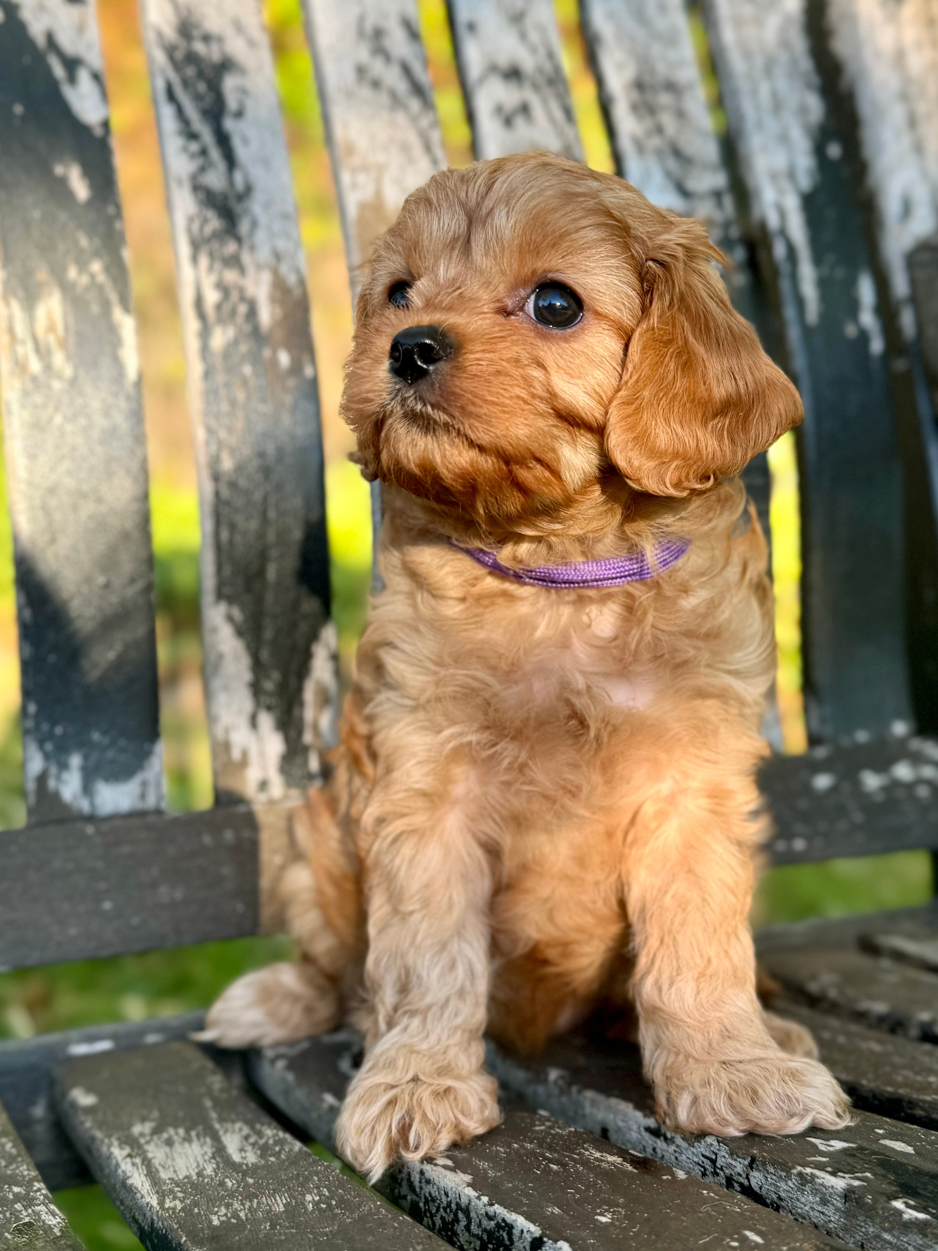 Toy Cavapoo Baton Rouge Maple Toy Cavapoo Puppy 💗 SOLD – Precious Pups Doodles