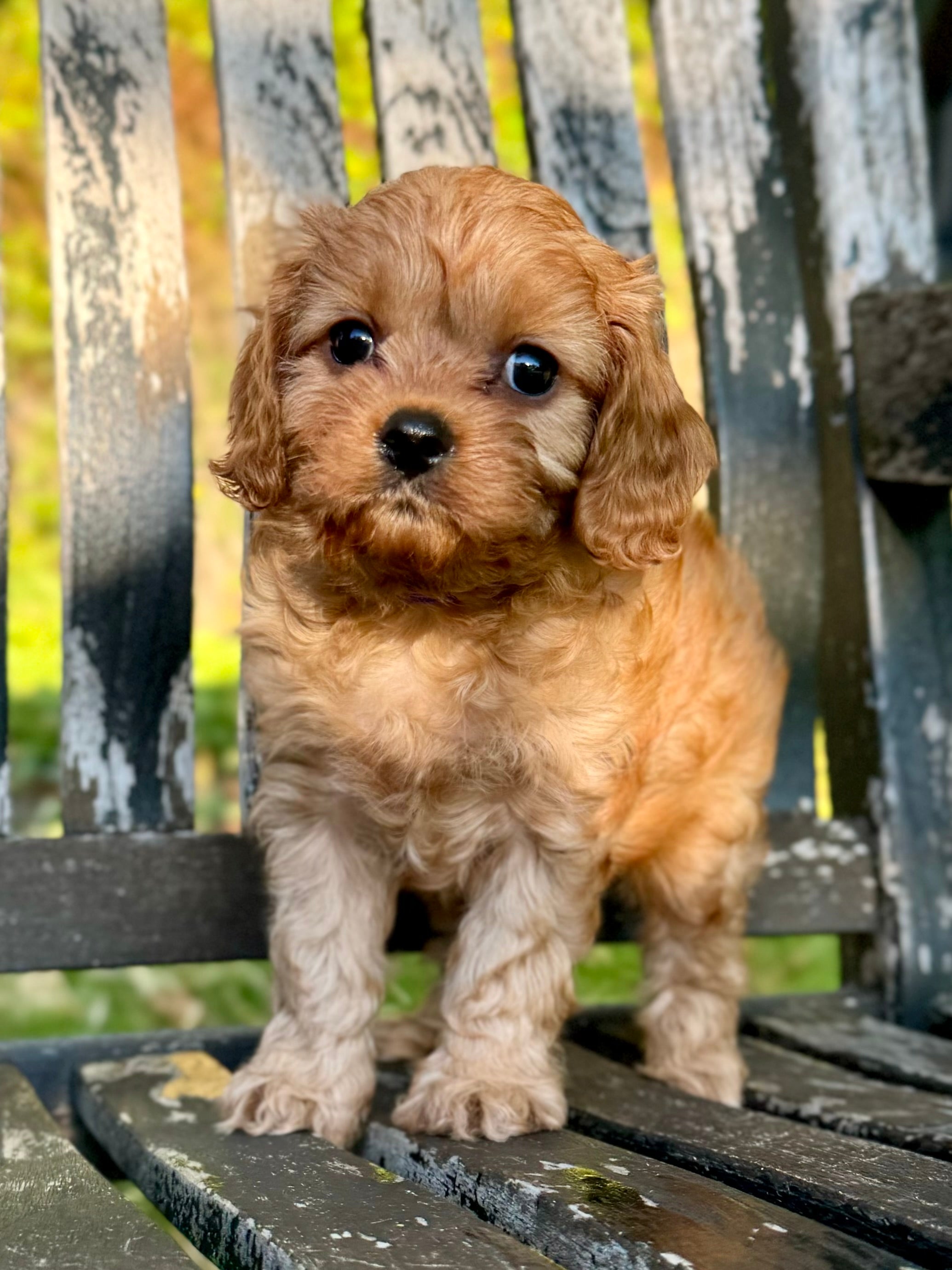 Toy Cavapoo Baton Rouge Maple Toy Cavapoo Puppy 💗 SOLD – Precious Pups Doodles