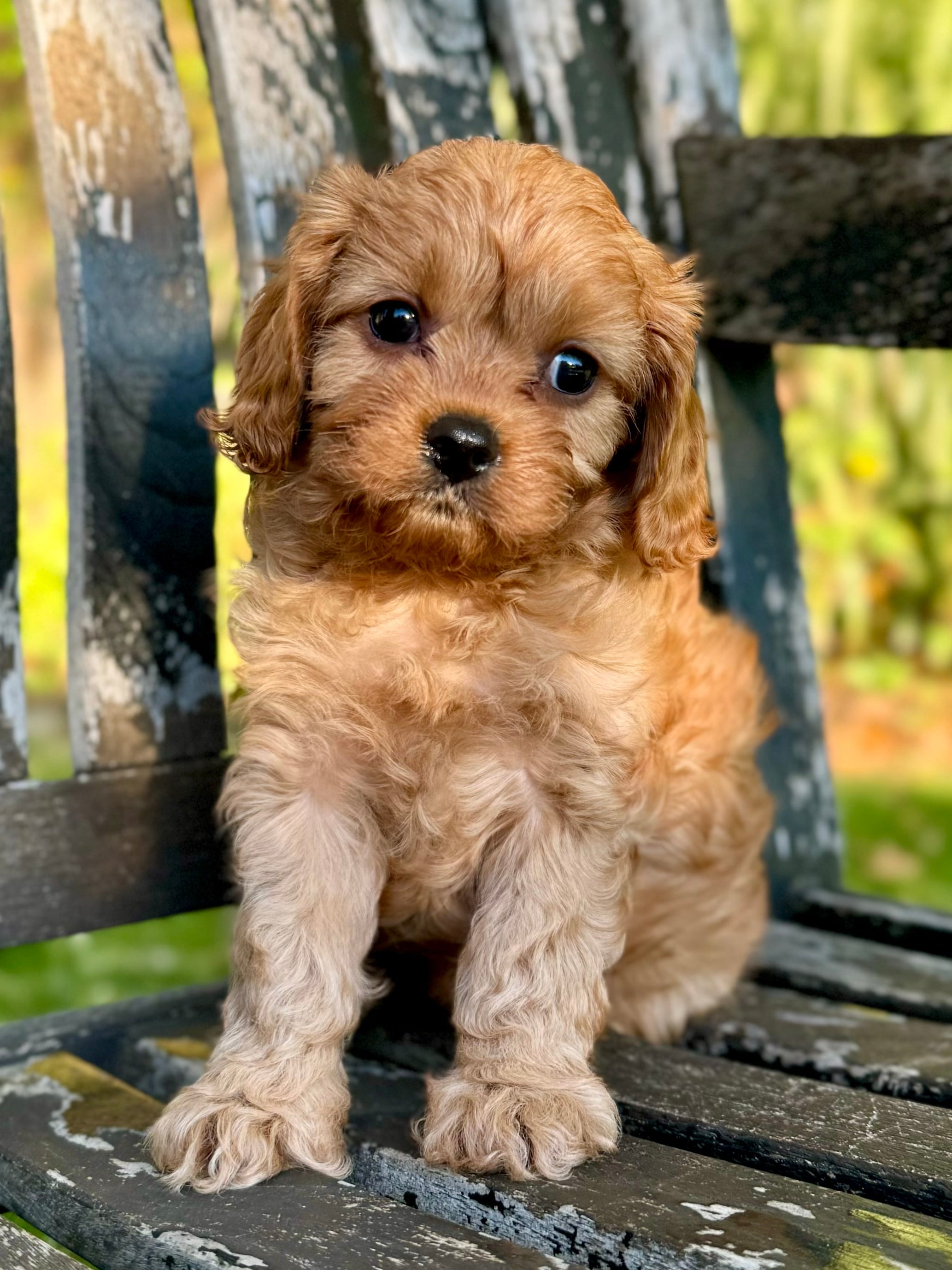 Small Toy Cavapoo Maple Toy Cavapoo Puppy π SOLD β Precious Pups Doodles