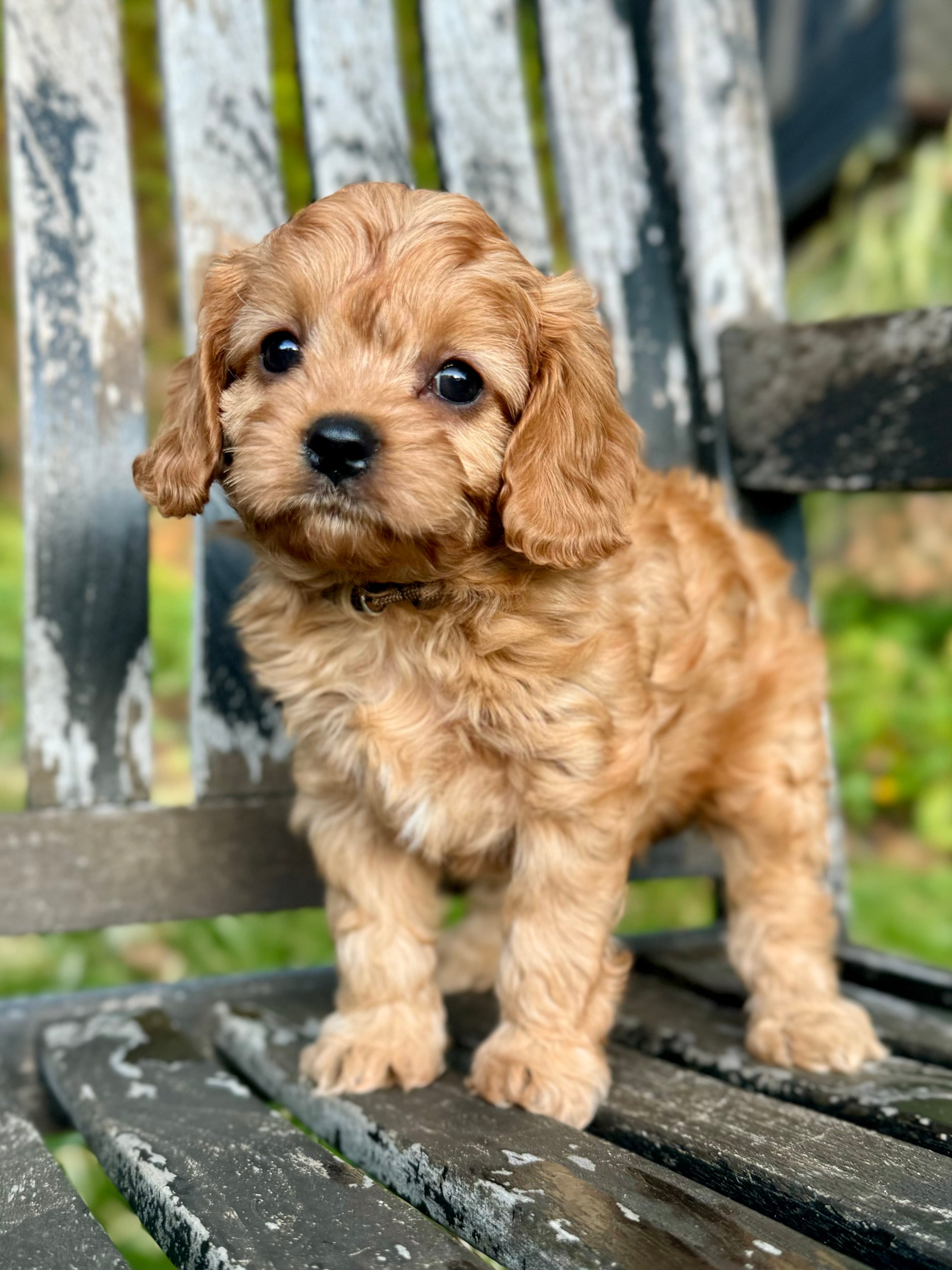 Small Toy Cavapoo Copper Toy Cavapoo Puppy π SOLD β Precious Pups Doodles