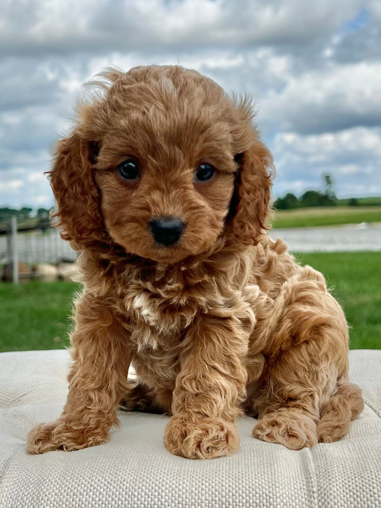 Sig Cavapoo Shiloh Cavapoo Puppy 💙 SOLD – Precious Pups USA