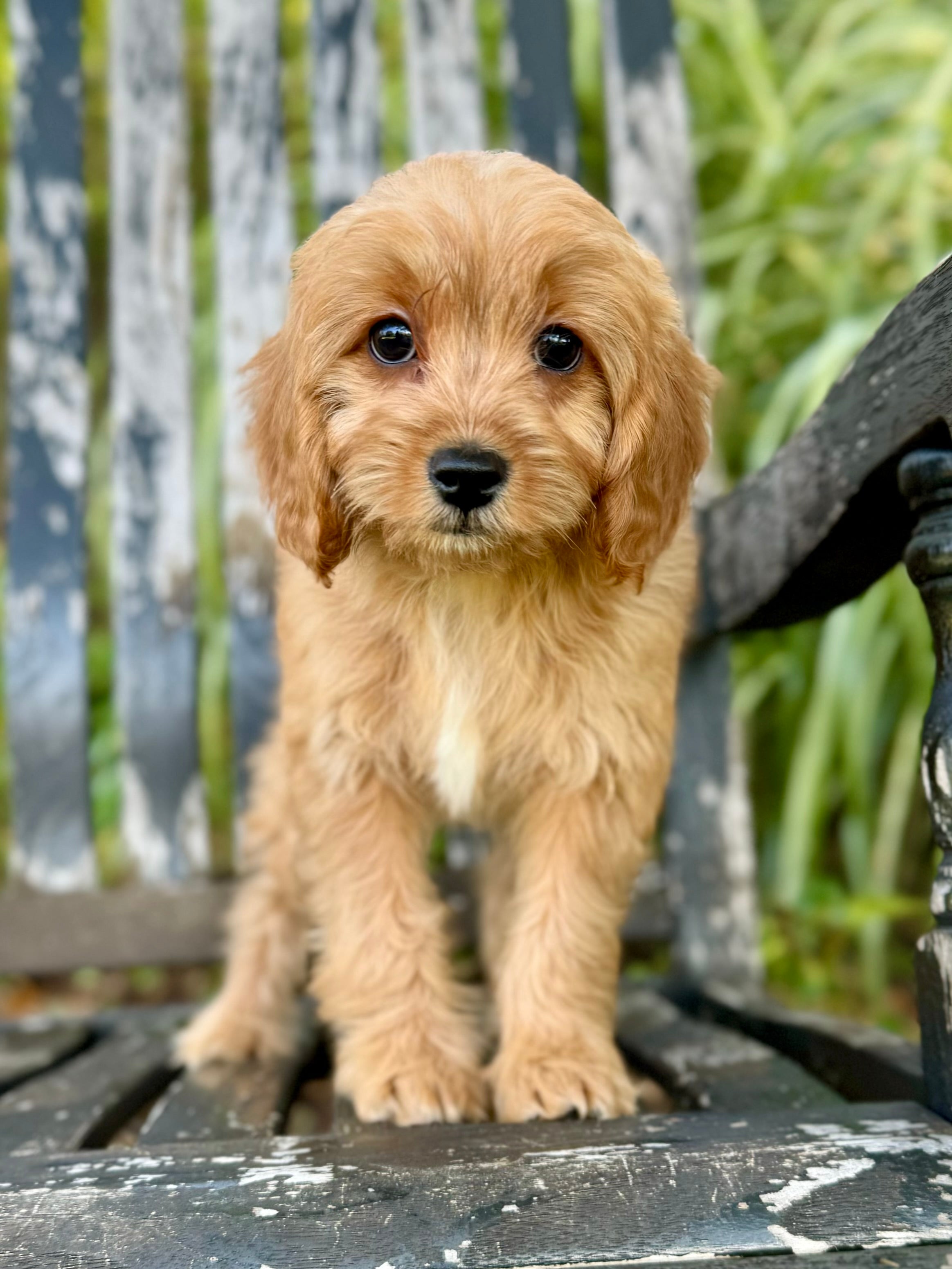 Honey Cavapoo Puppy 💗 ADOPTED – Precious Pups USA