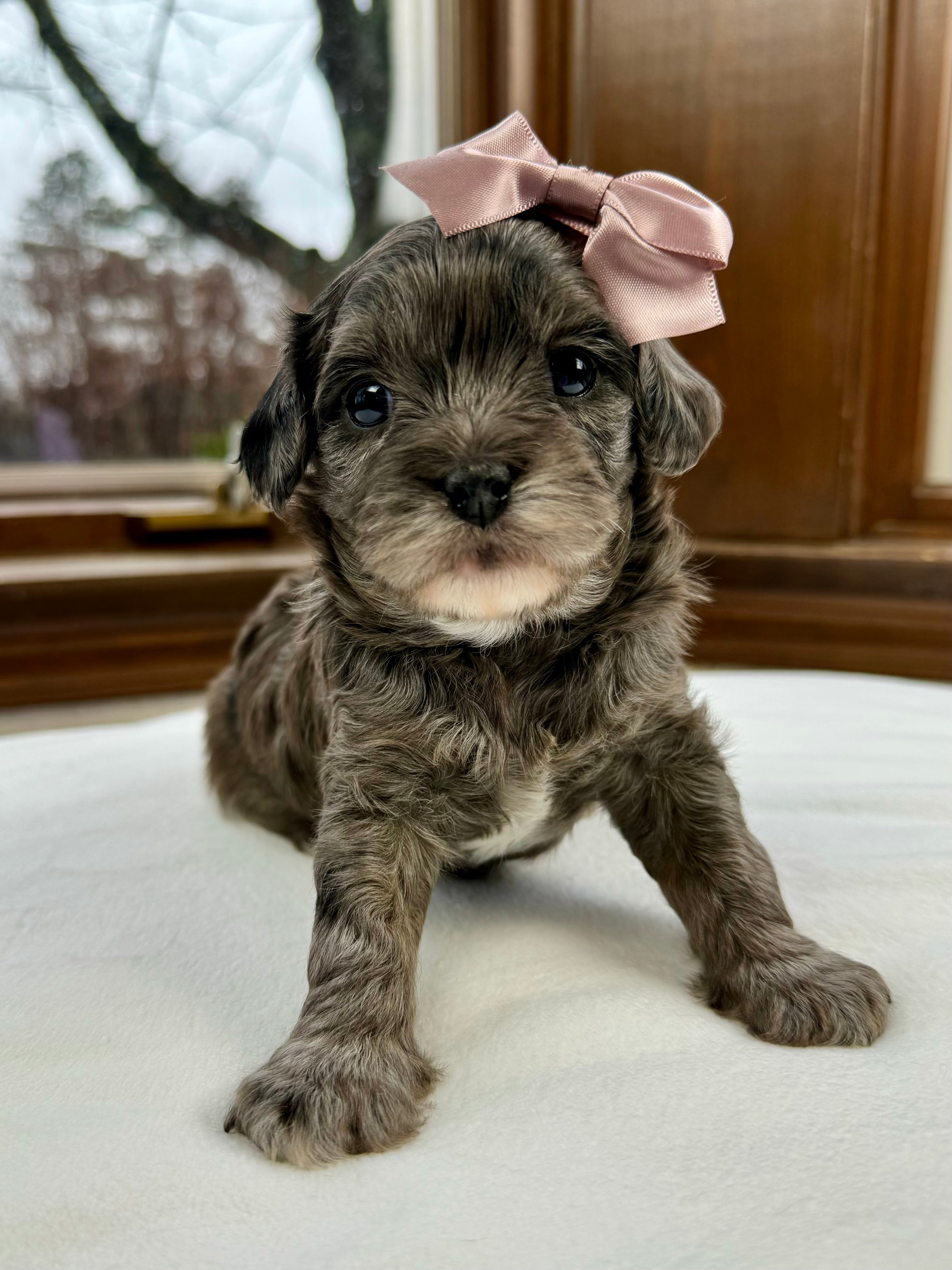 Pantom Cavapoo Taylor Cavapoo Puppy 💗 SOLD – Precious Pups Doodles