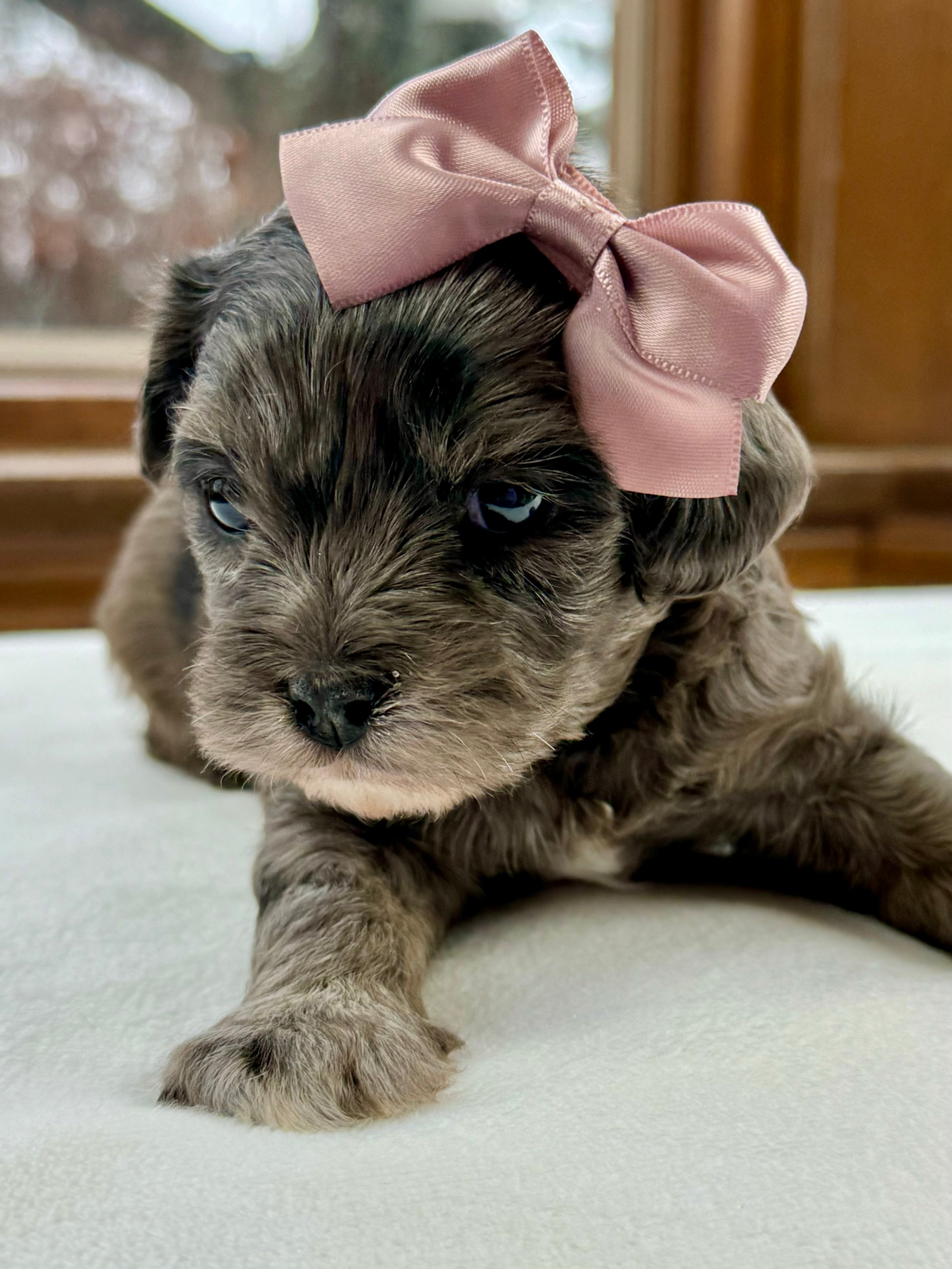 Pantom Cavapoo Taylor Cavapoo Puppy 💗 SOLD – Precious Pups Doodles