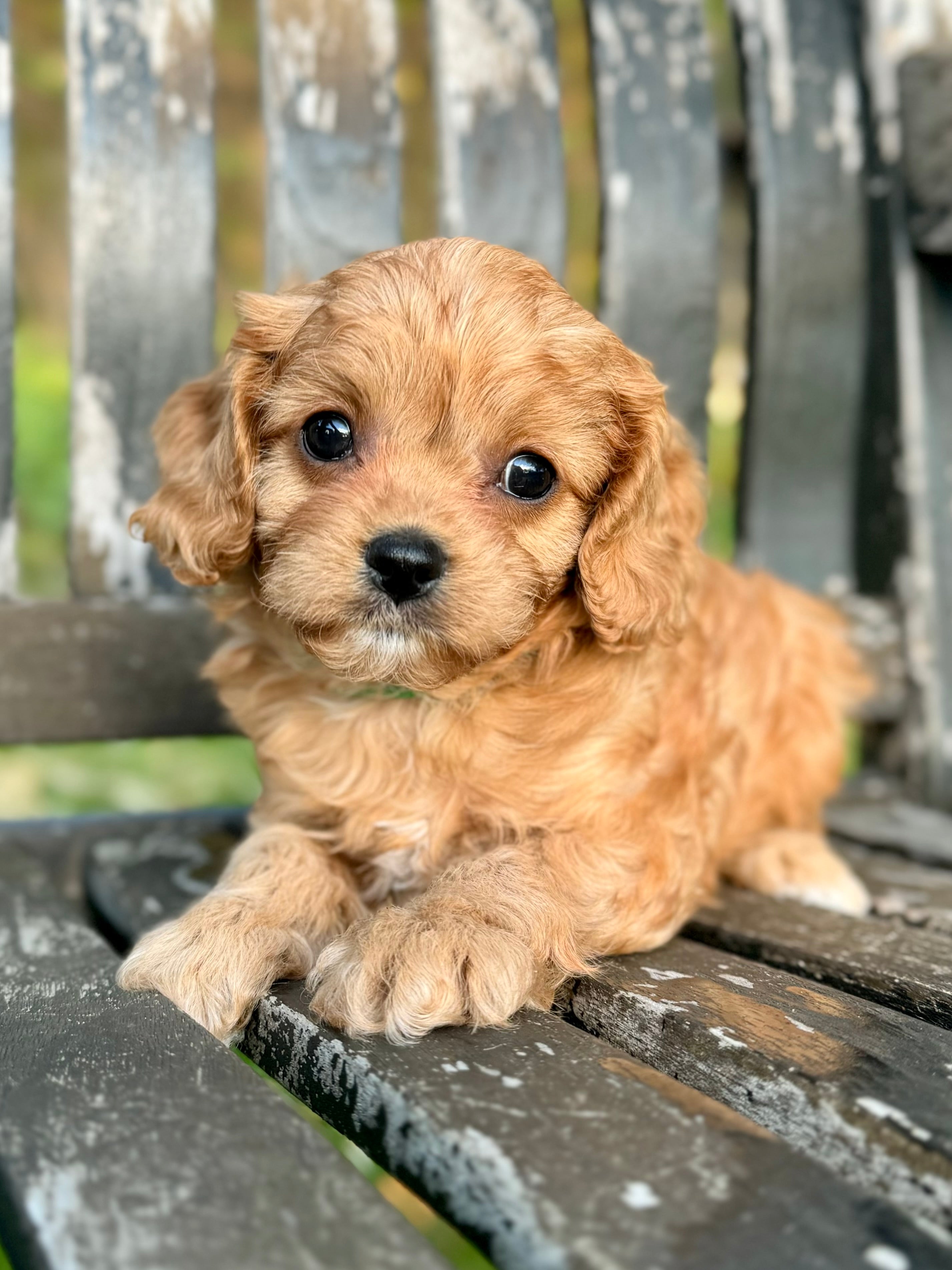 Small Toy Cavapoo Oakley Toy Cavapoo Puppy π SOLD β Precious Pups Doodles