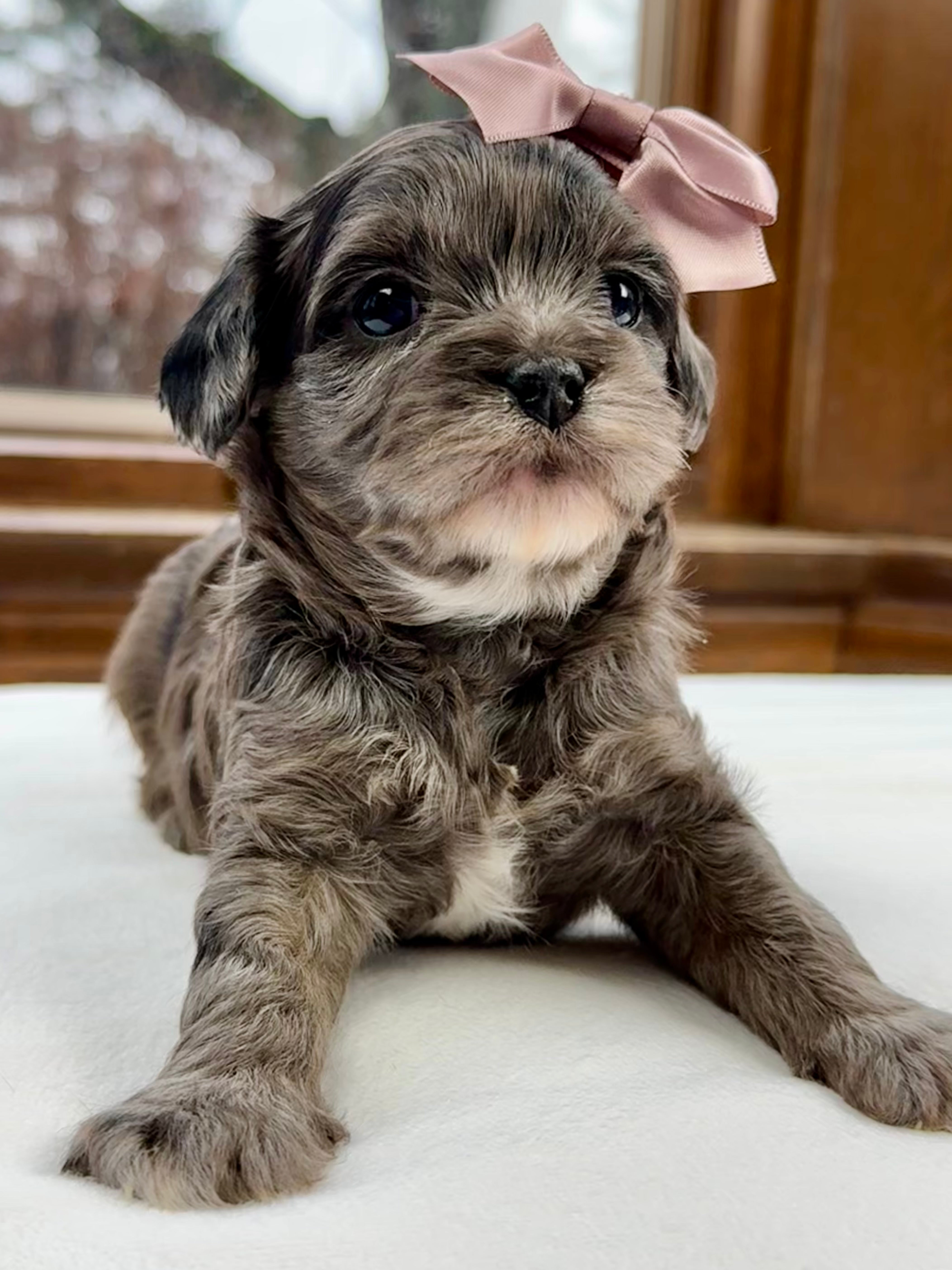 Pantom Cavapoo Taylor Cavapoo Puppy 💗 SOLD – Precious Pups Doodles