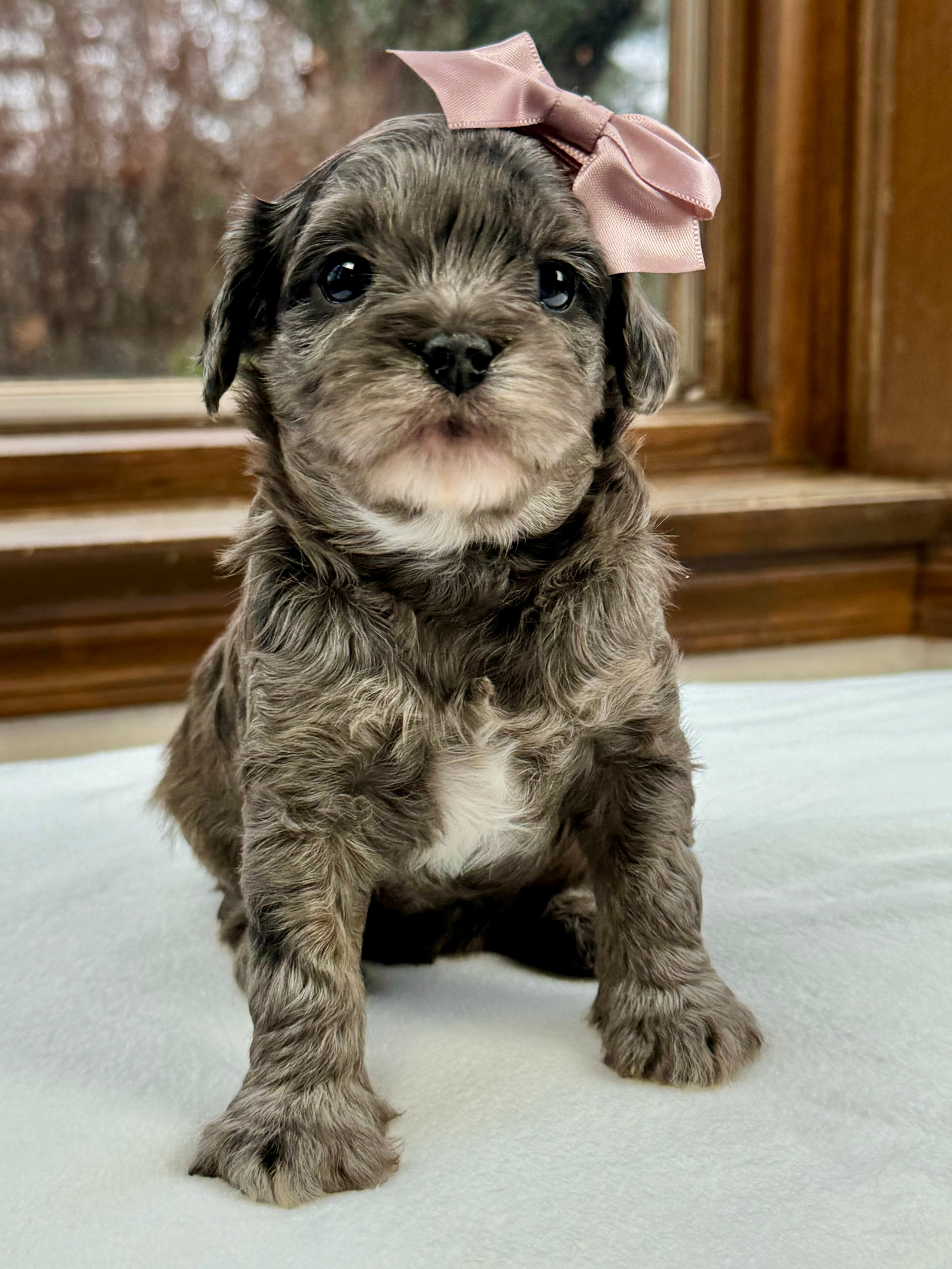 Pantom Cavapoo Taylor Cavapoo Puppy 💗 SOLD – Precious Pups Doodles