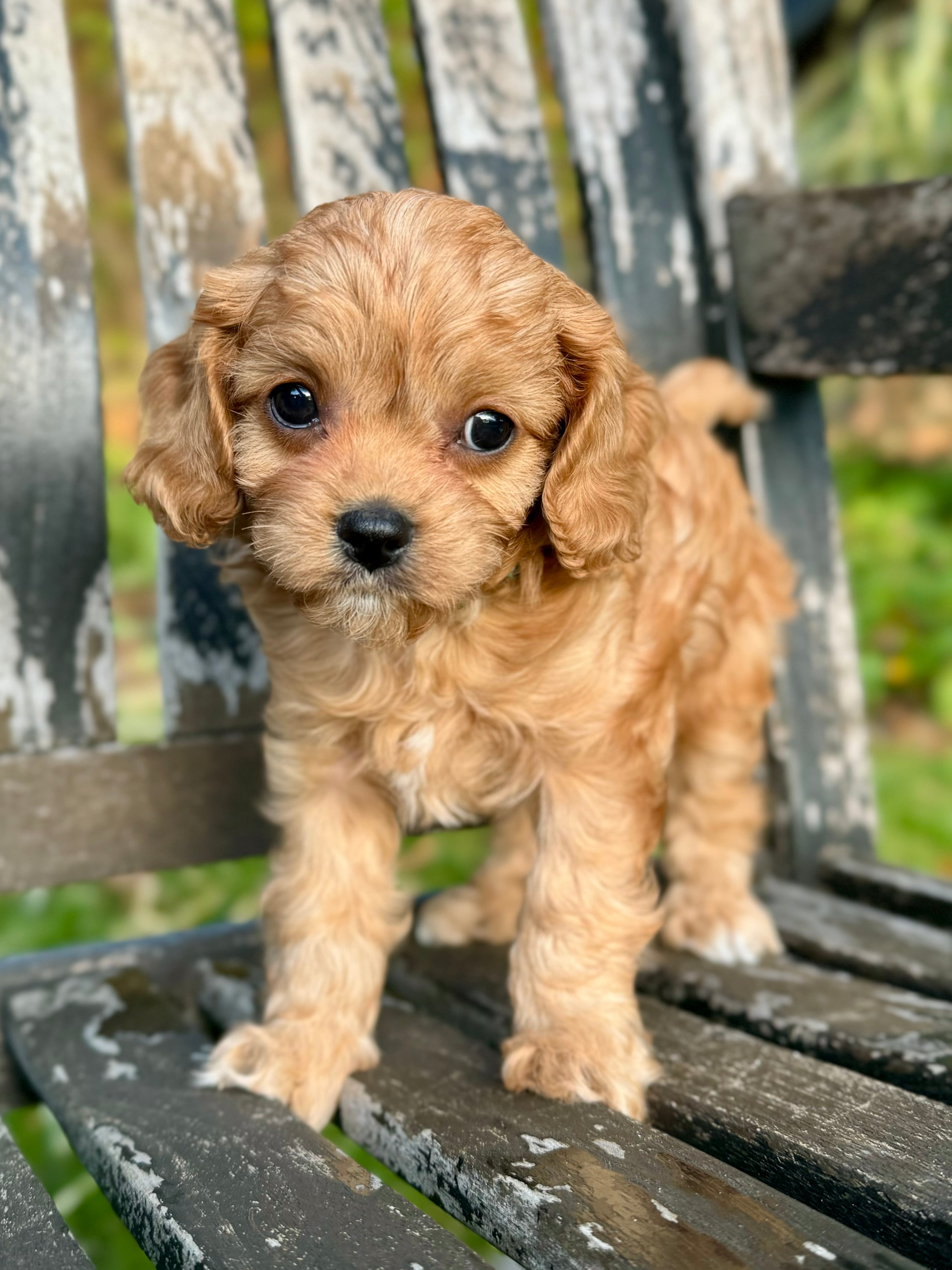 Small Toy Cavapoo Oakley Toy Cavapoo Puppy π SOLD β Precious Pups Doodles