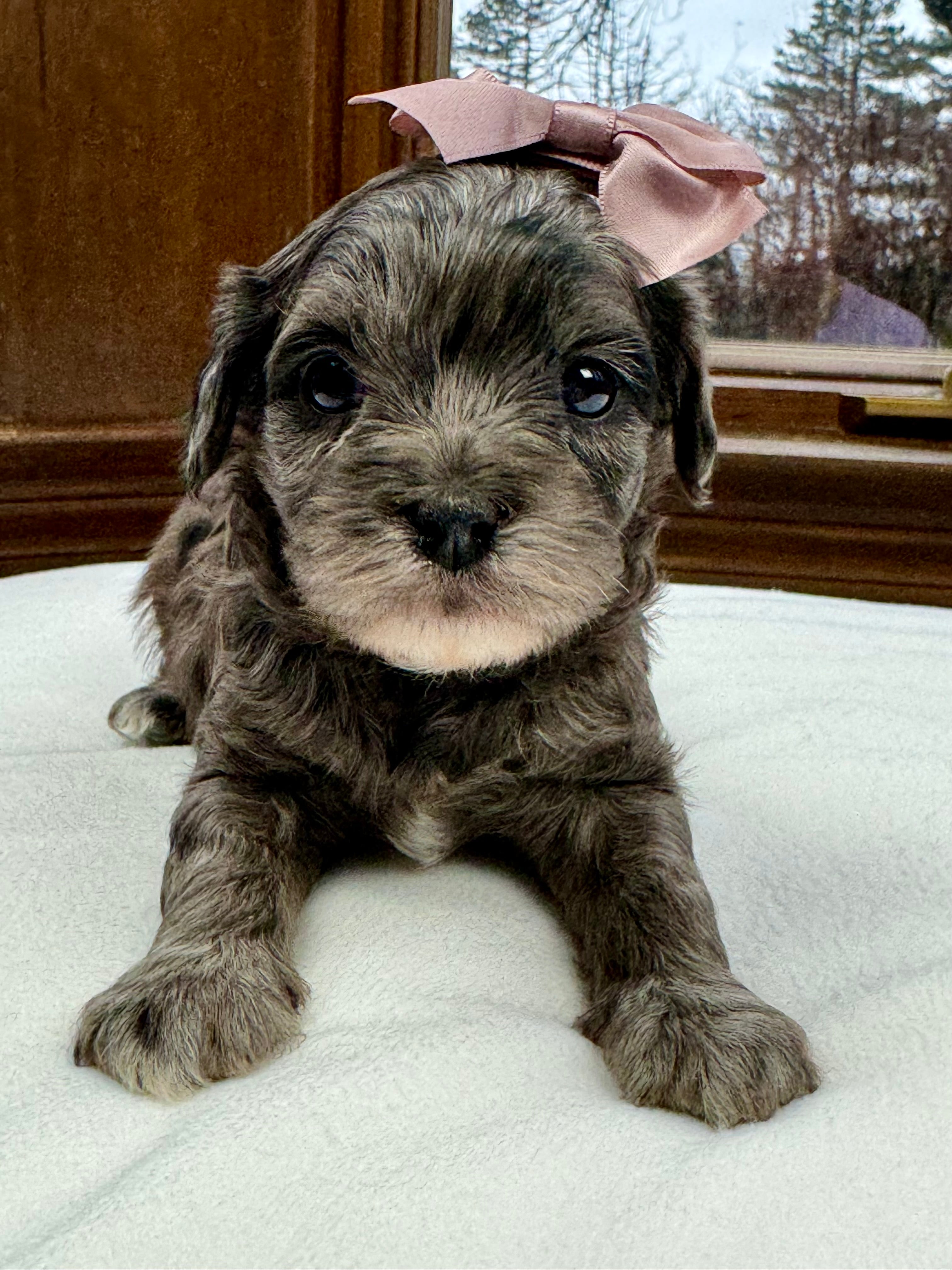 Pantom Cavapoo Taylor Cavapoo Puppy 💗 SOLD – Precious Pups Doodles