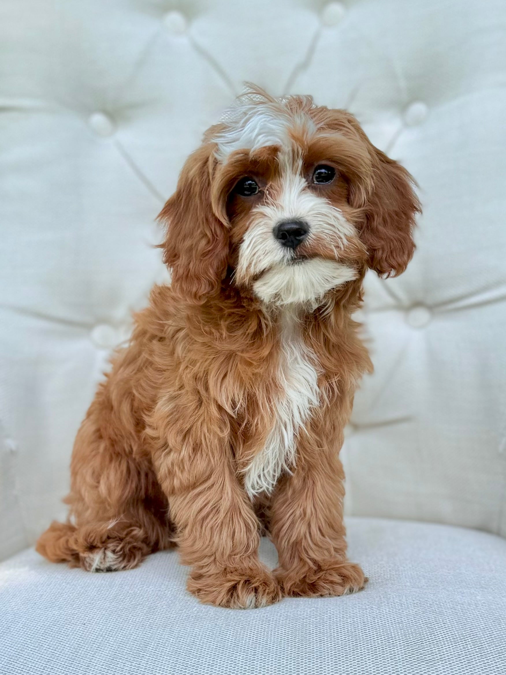 Small Toy Cavapoo Tucker Toy Cavapoo Puppy π Puppy Behavior & Obedience Trained SOLD ...