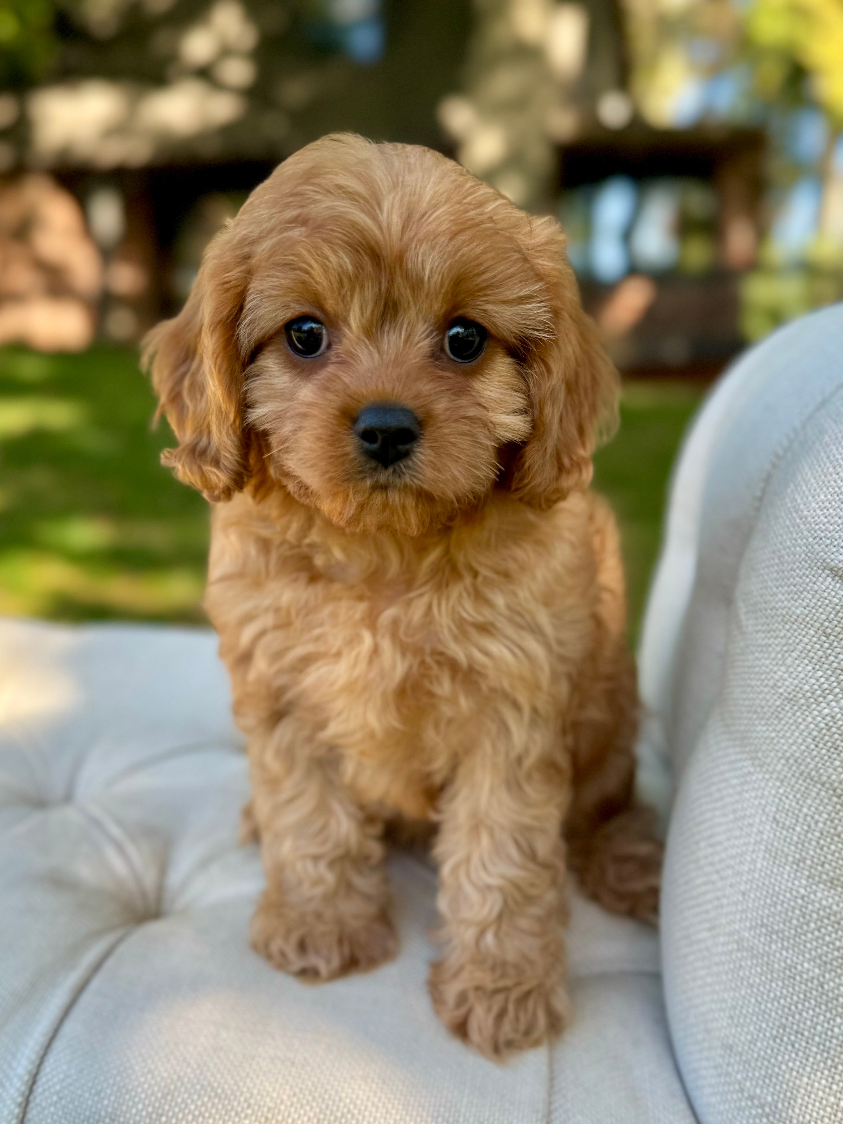Small Toy Cavapoo Maple Toy Cavapoo Puppy π SOLD β Precious Pups Doodles