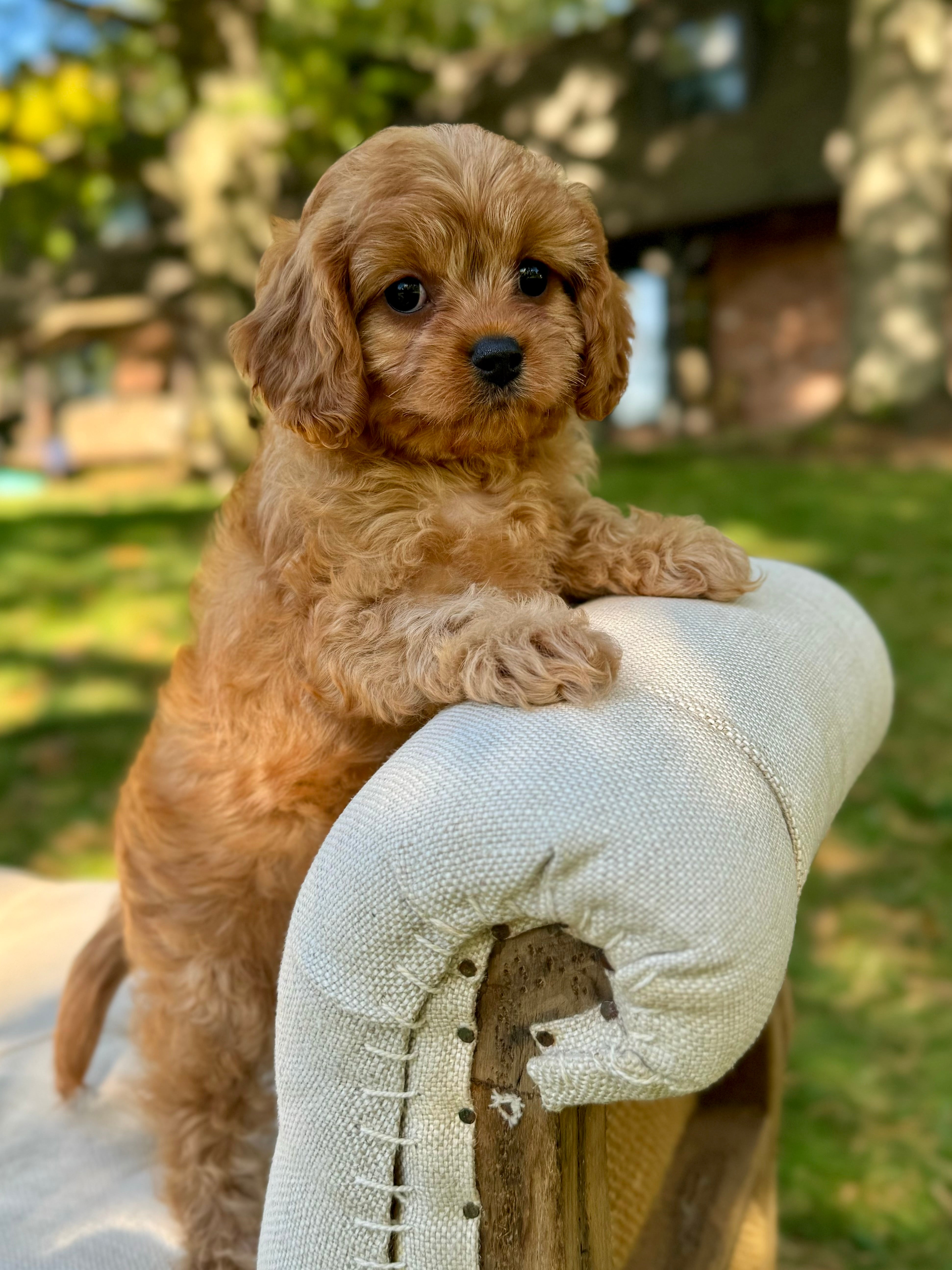 Toy Cavapoo Baton Rouge Maple Toy Cavapoo Puppy 💗 SOLD – Precious Pups Doodles