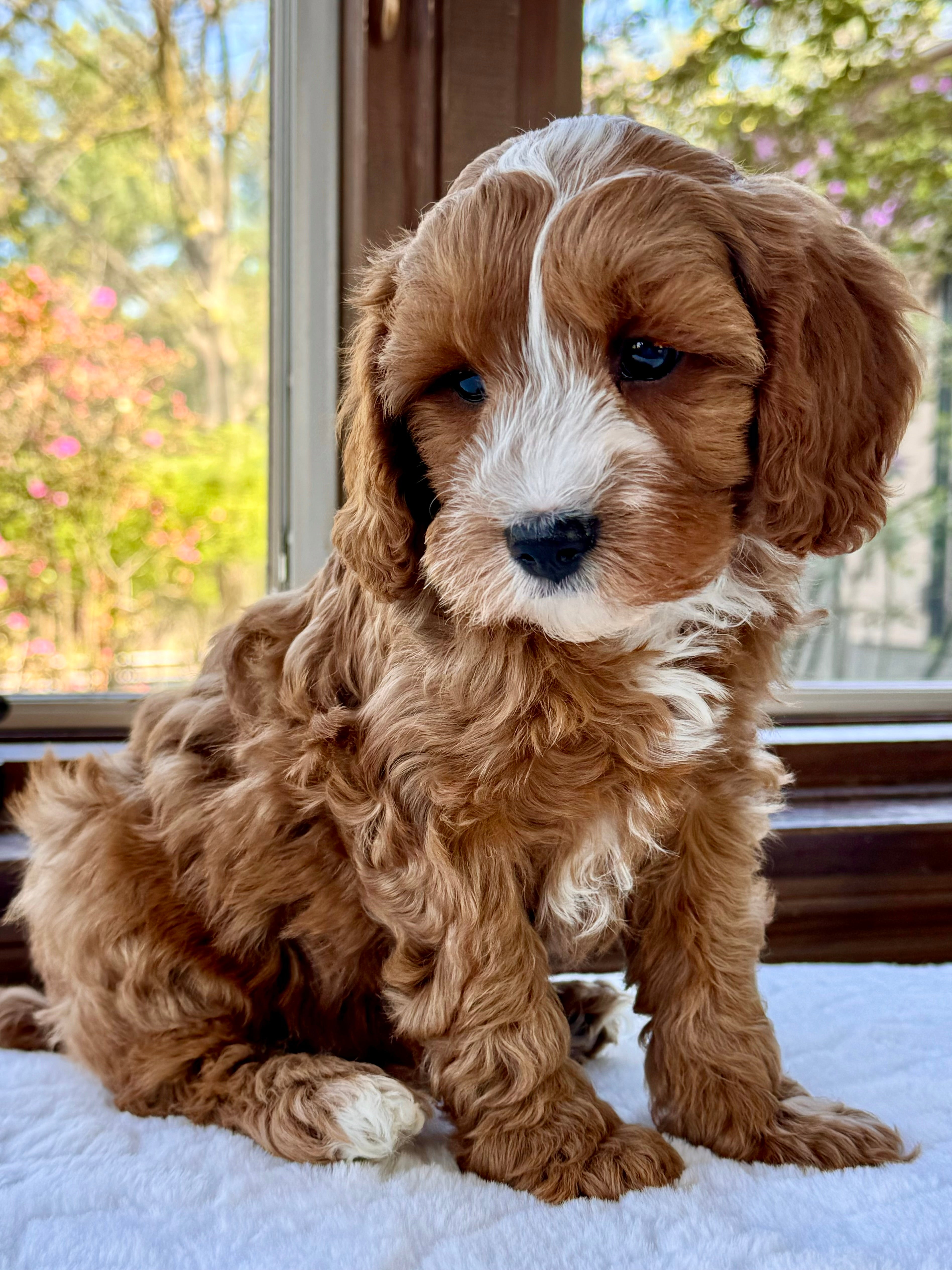 Toby Cavapoo Puppy 💙 ADOPTED – Precious Pups USA