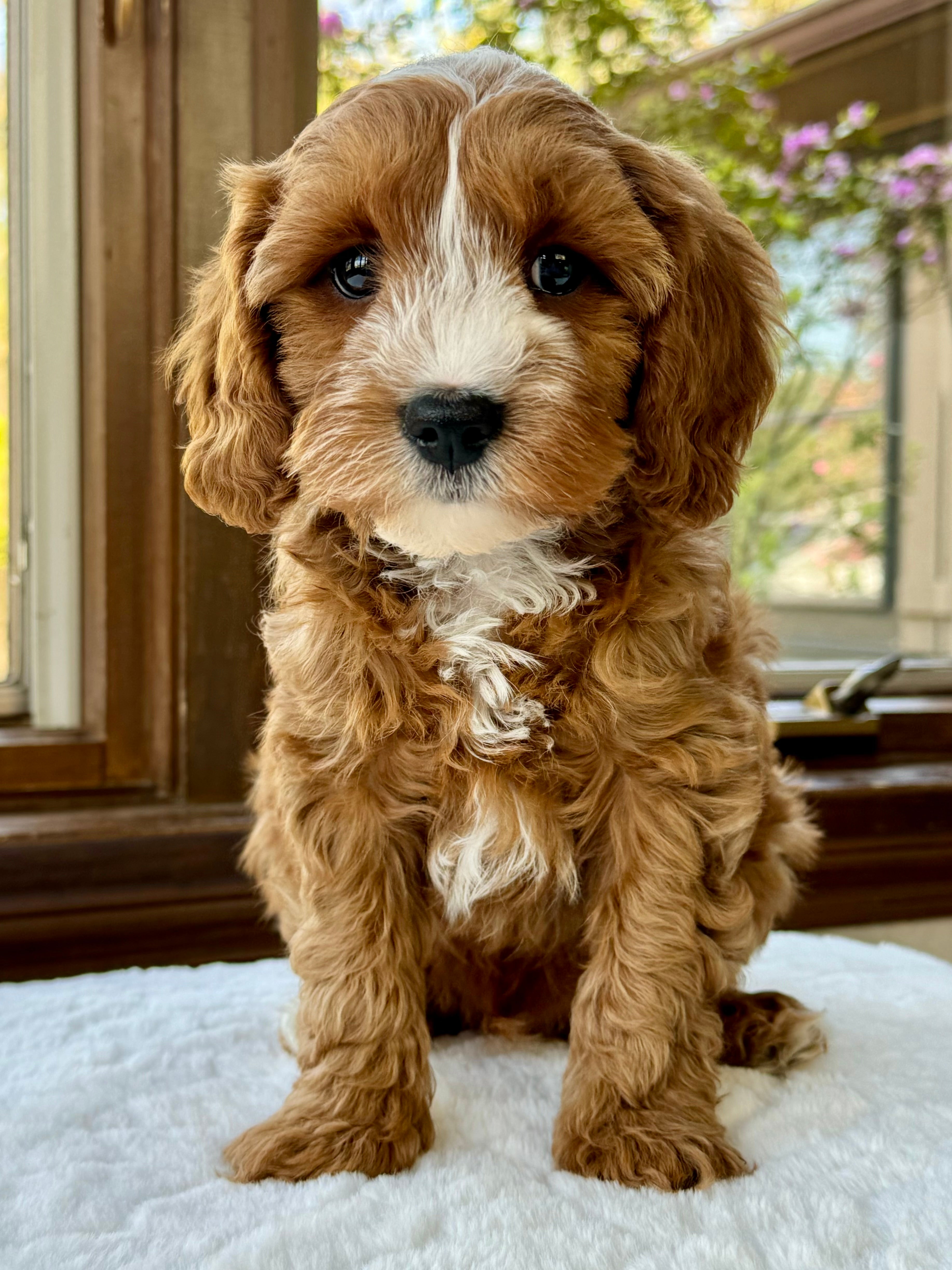 Toby Cavapoo Puppy 💙 SOLD – Precious Pups USA