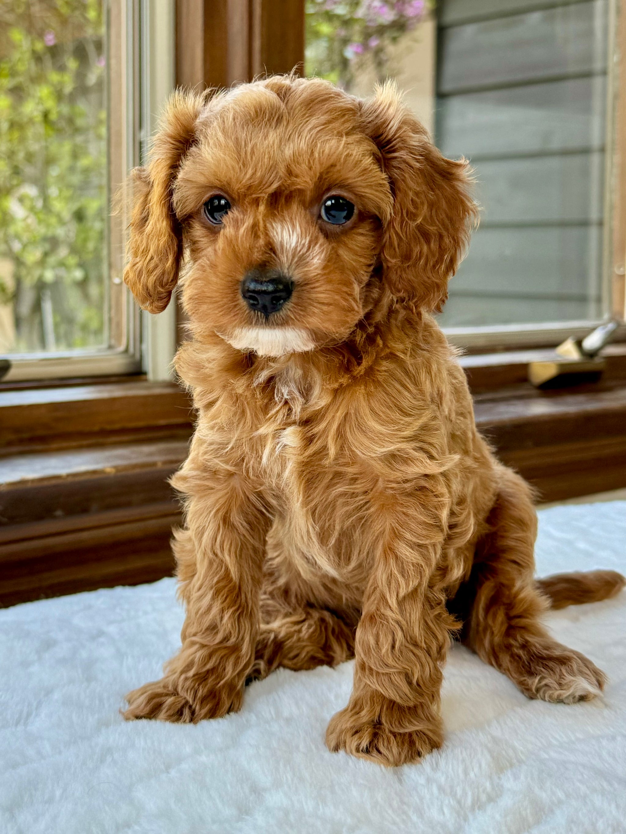 Cavapoo Straight Coat Cavoodle The Best Cavapoo Haircuts Lots