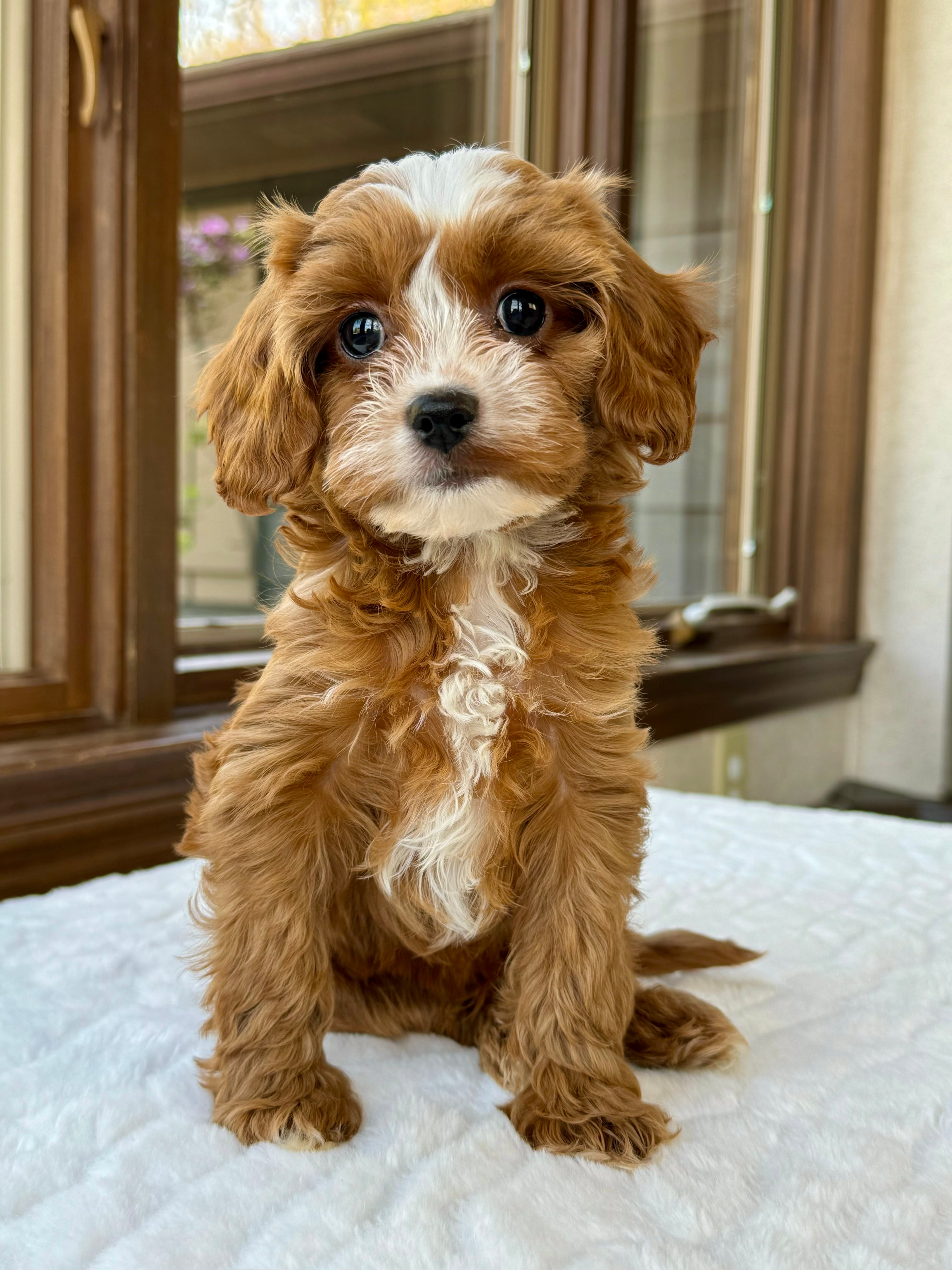Small Toy Cavapoo Tucker Toy Cavapoo Puppy π β Precious Pups USA