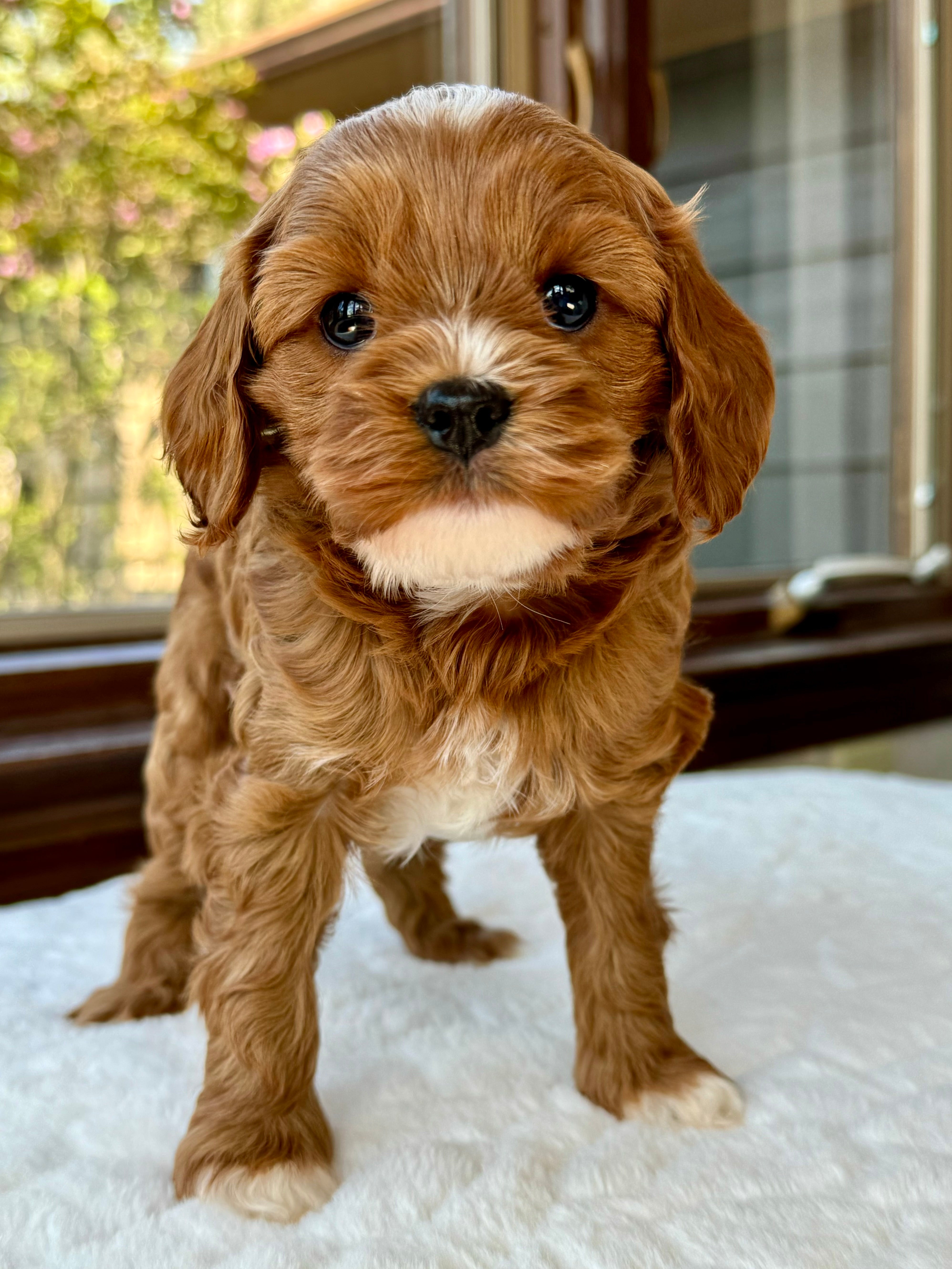 Graham Cavapoo Puppy 💙 SOLD – Precious Pups USA
