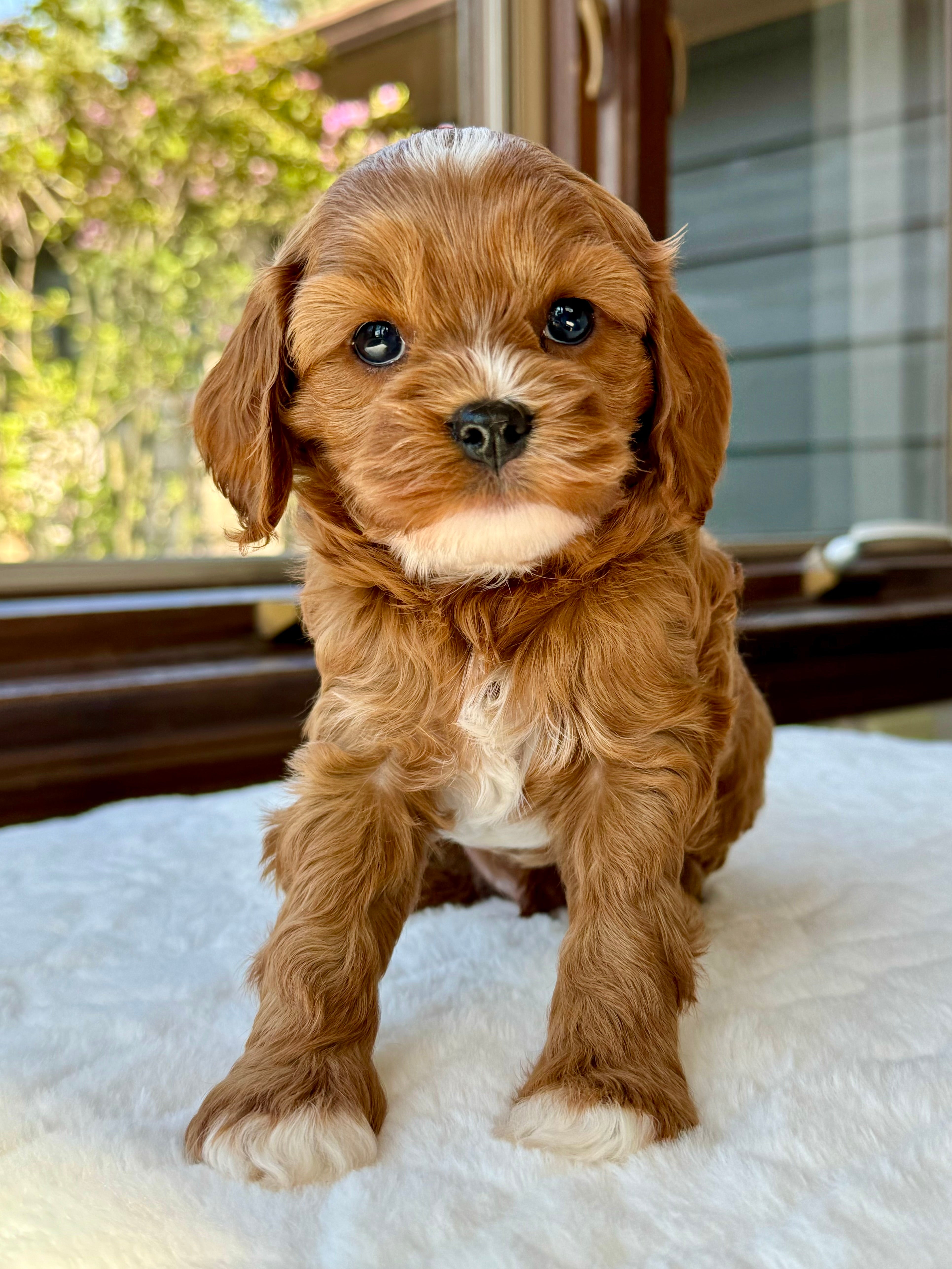 Gray Cavapoo Dog Graham Cavapoo Puppy 💙 SOLD – Precious Pups Doodles