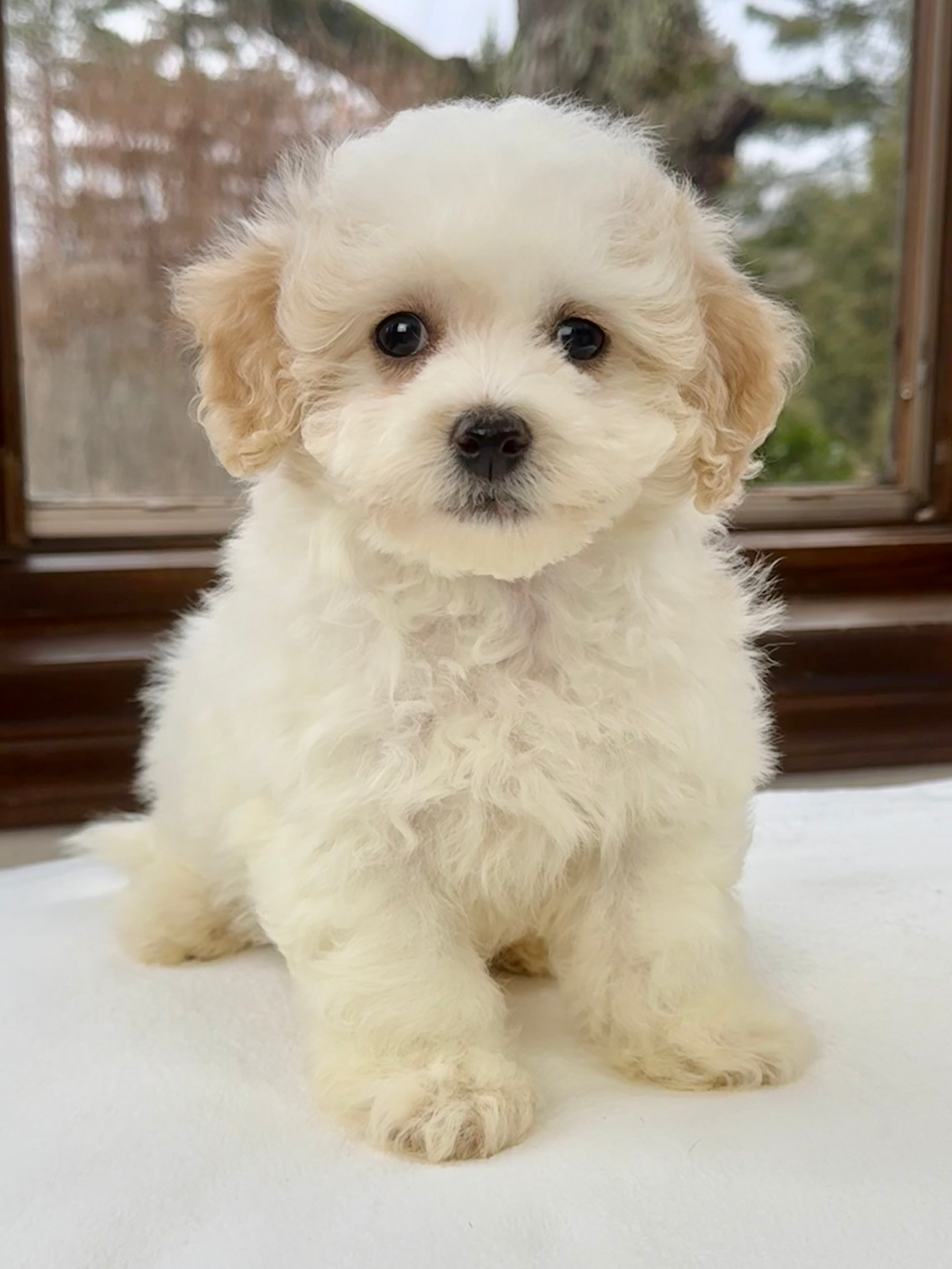 Pomeranian Cross Puppies Bichon Frise Pomeranian Mix Puppies For