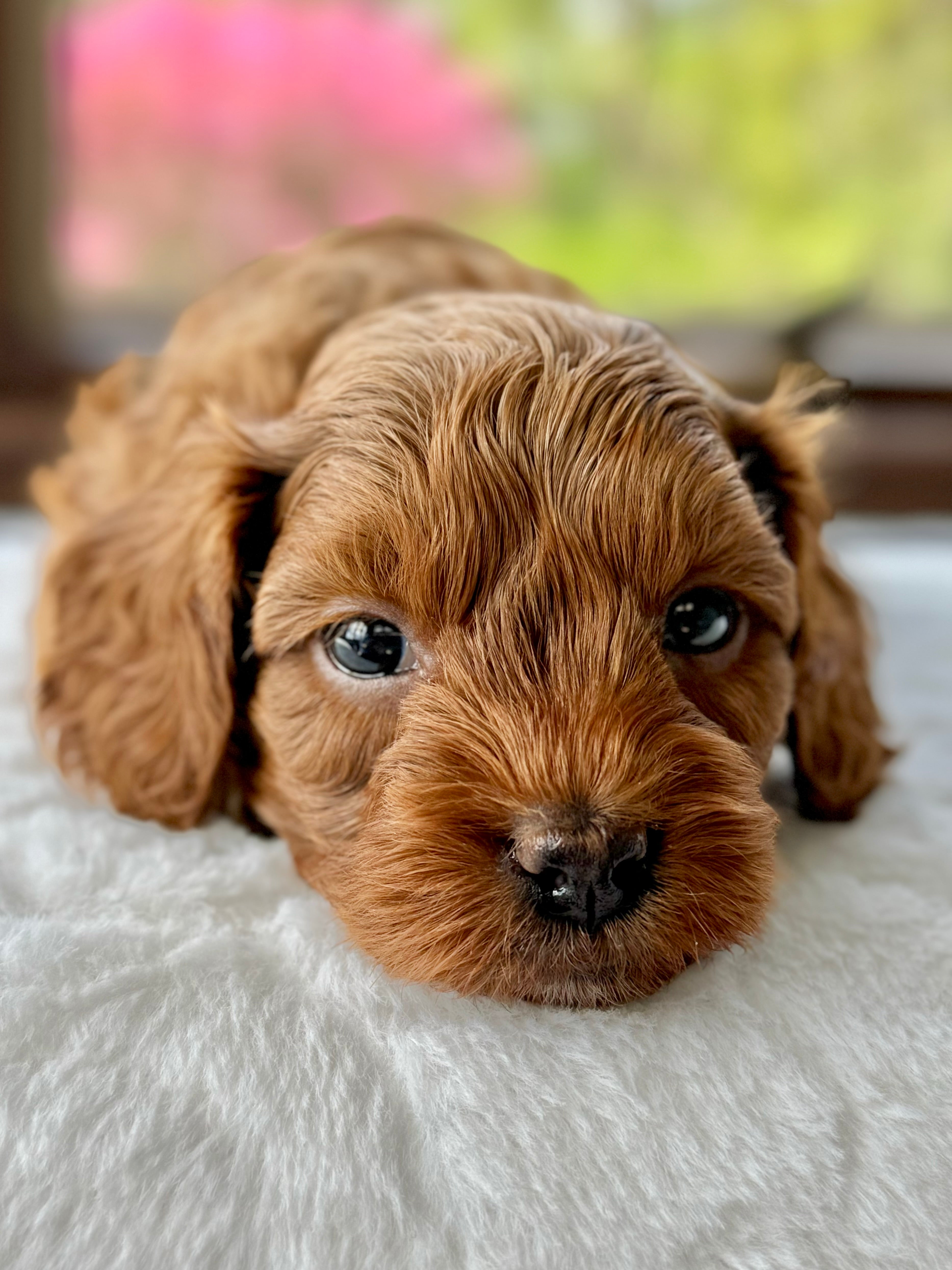 Toy Cavapoo Baton Rouge Austin Toy Cavapoo Puppy 💙 SOLD – Precious Pups Doodles
