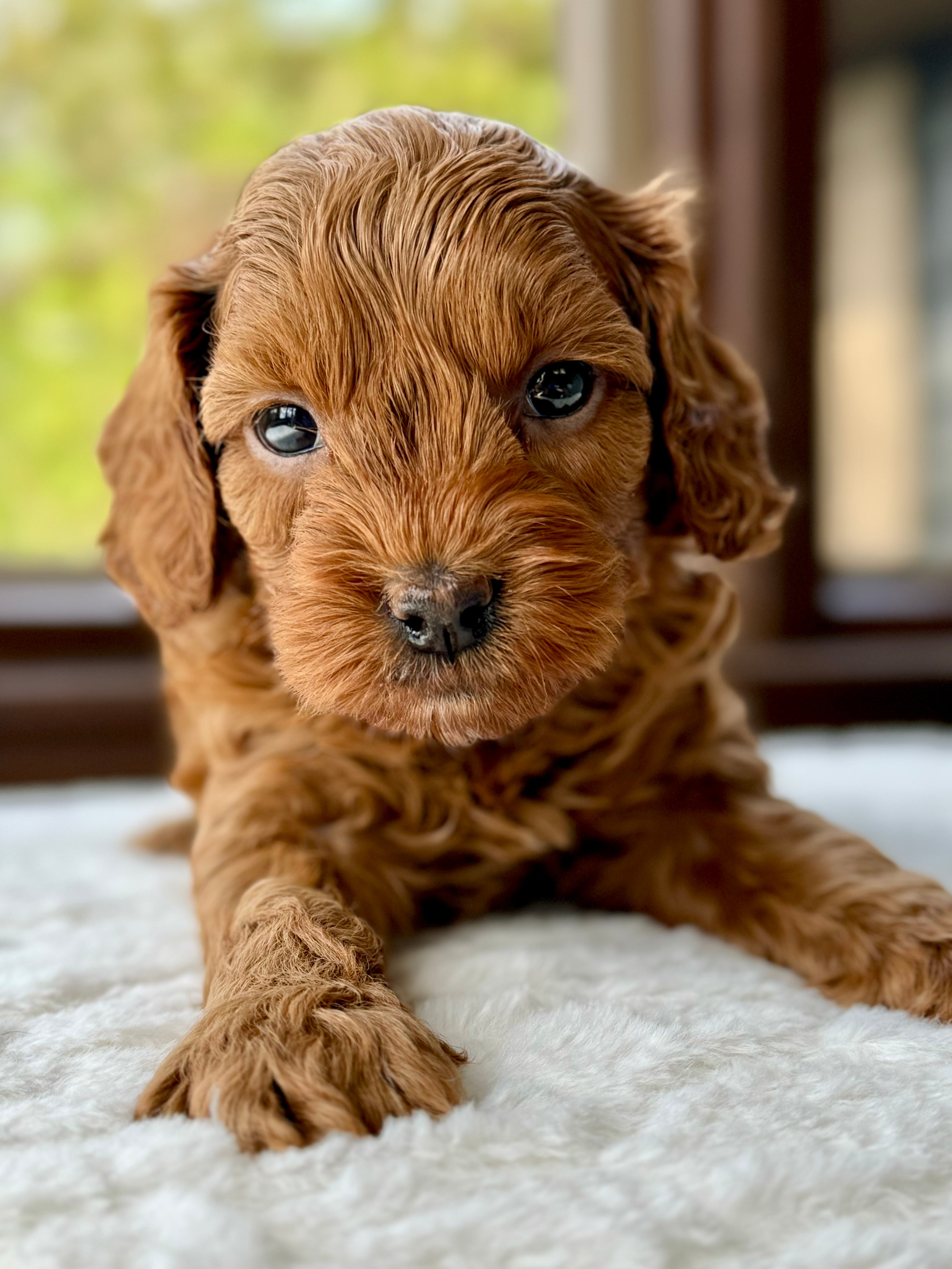 Small Toy Cavapoo Austin Toy Cavapoo Puppy π SOLD β Precious Pups Doodles