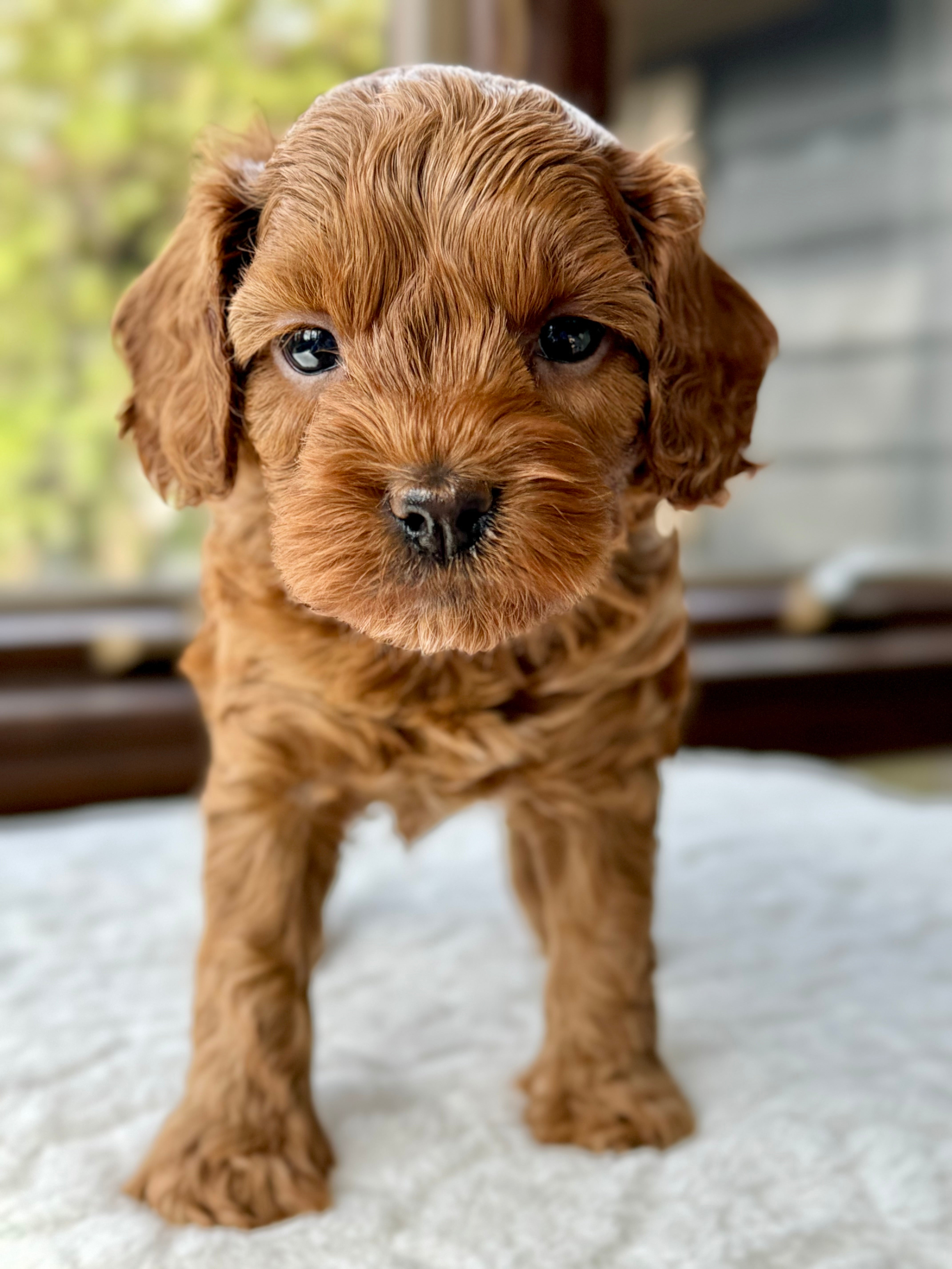 Small Toy Cavapoo Austin Toy Cavapoo Puppy π SOLD β Precious Pups Doodles