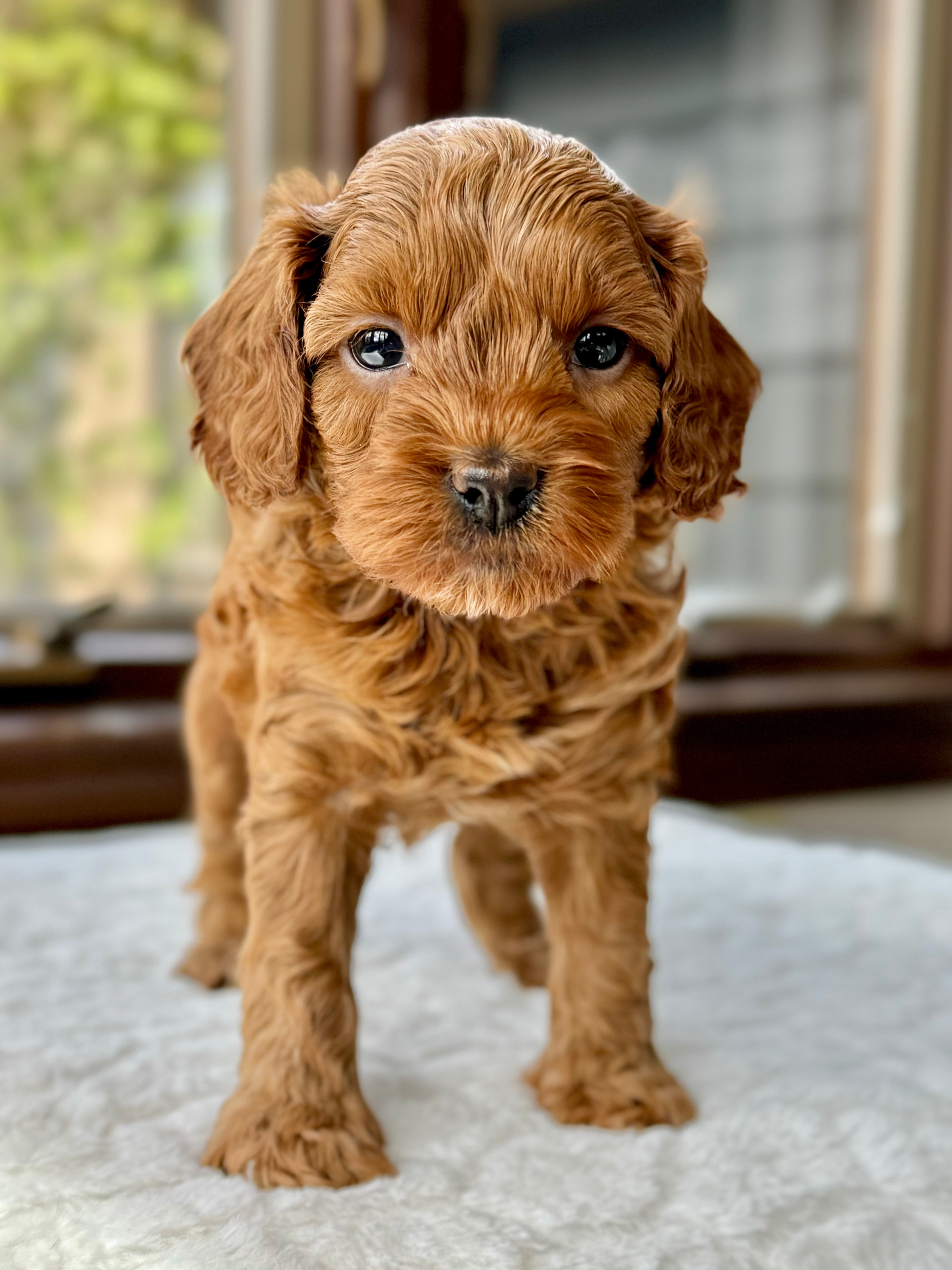 Small Toy Cavapoo Austin Toy Cavapoo Puppy π SOLD β Precious Pups Doodles