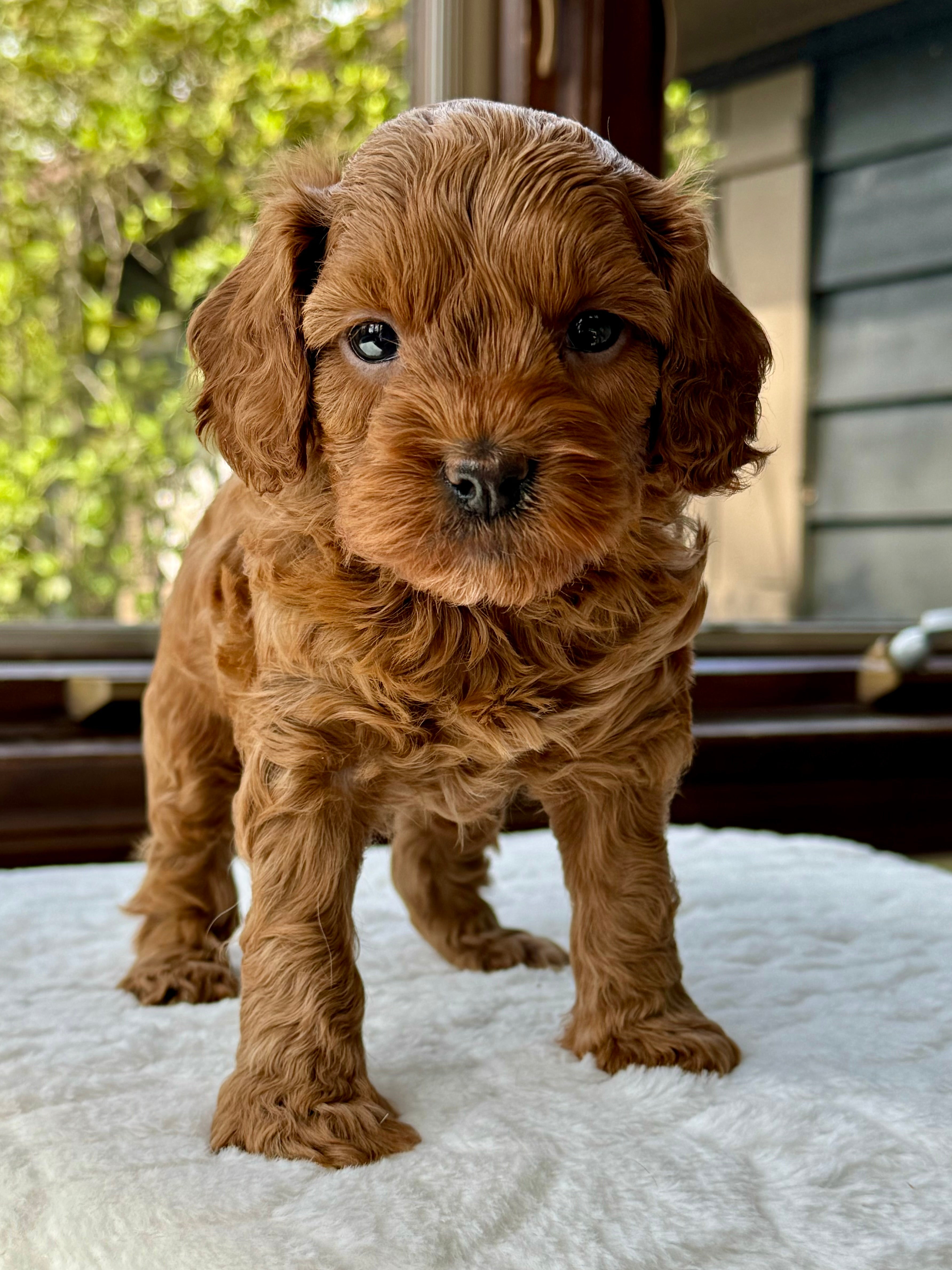 Austin Toy Cavapoo Puppy 💙 SOLD – Precious Pups USA