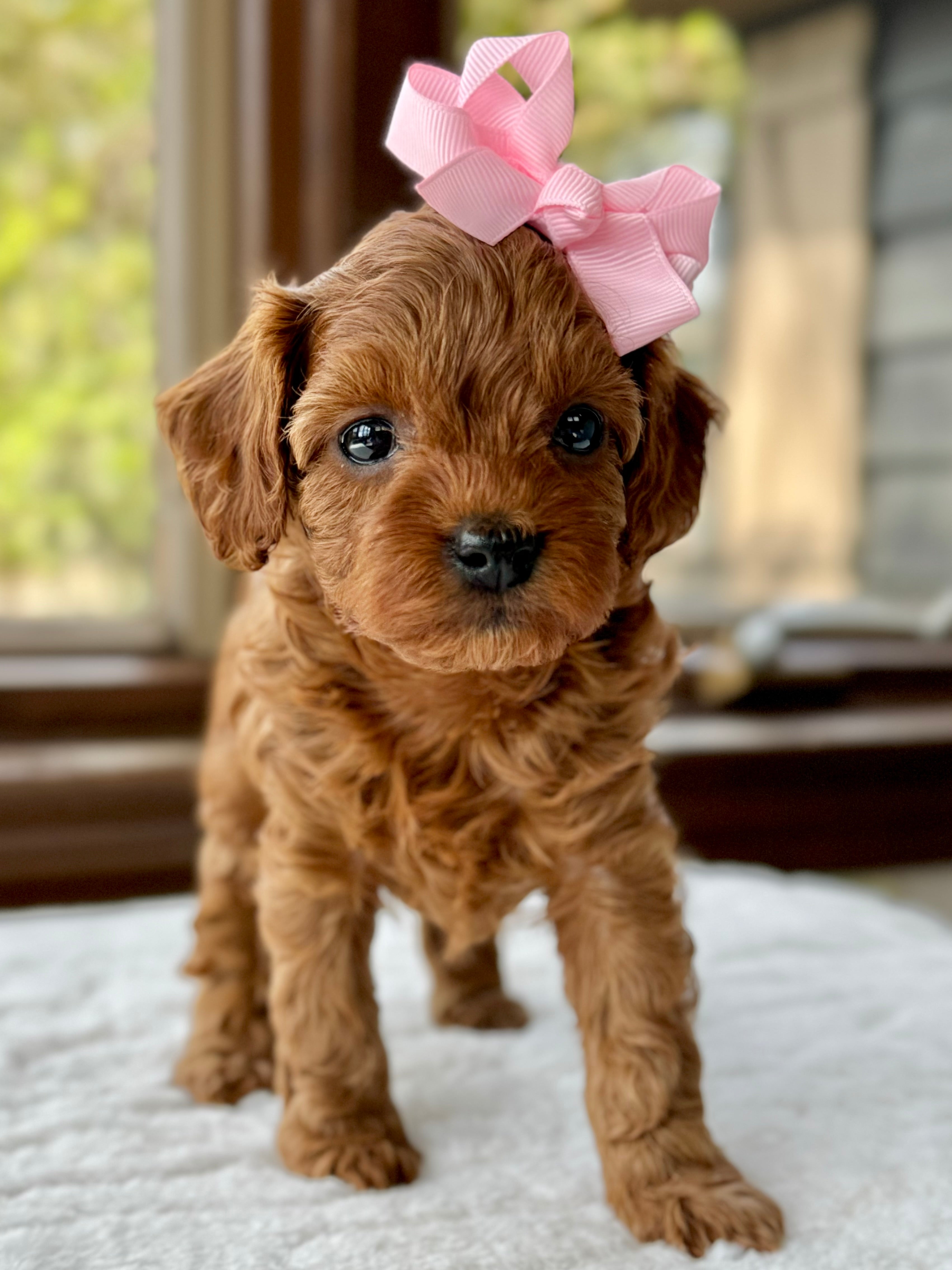 Small Toy Cavapoo Ava Toy Cavapoo Puppy π SOLD β Precious Pups USA