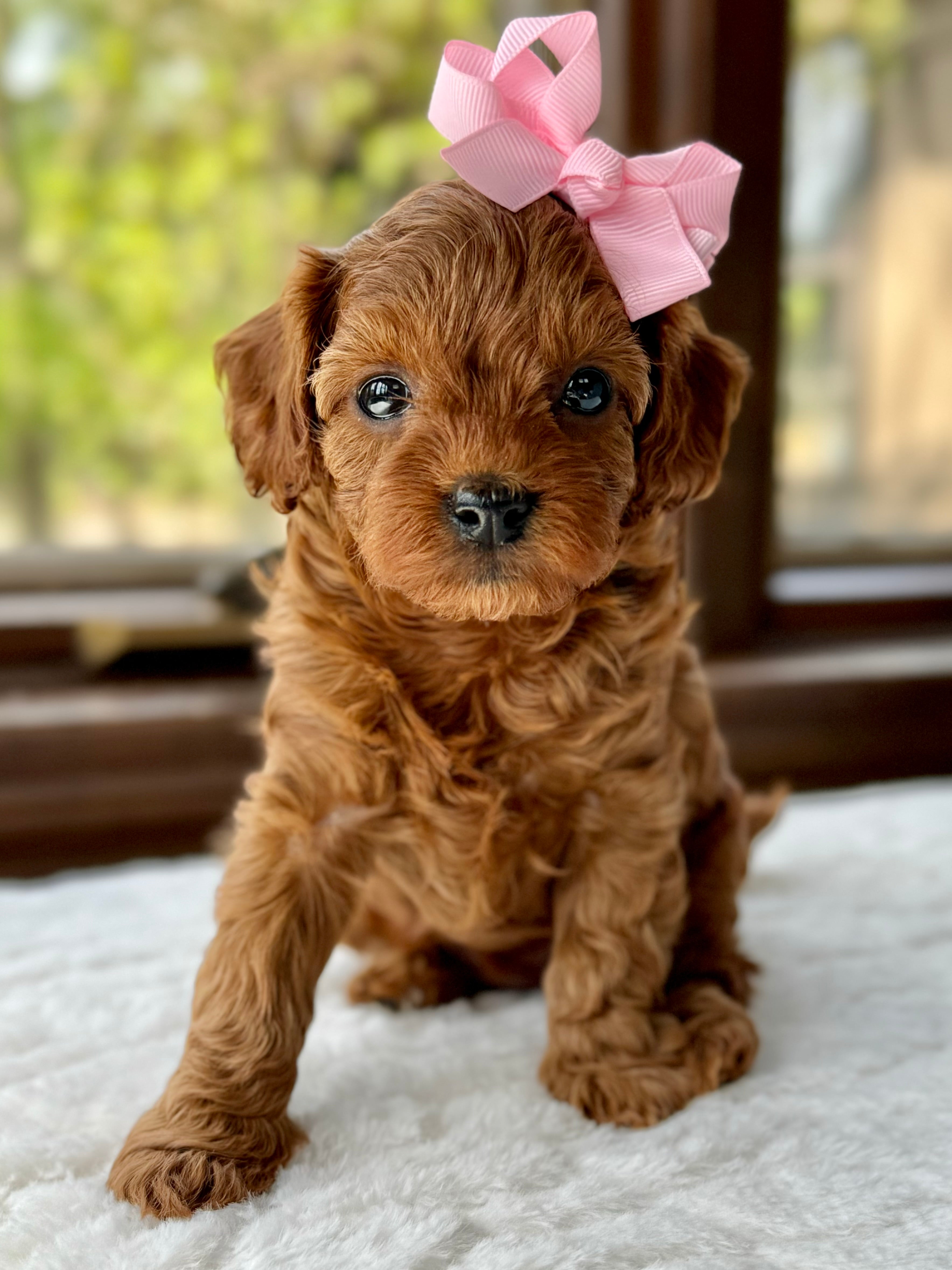 Toy Cavapoo Baton Rouge Ava Toy Cavapoo Puppy 💗 SOLD – Precious Pups USA