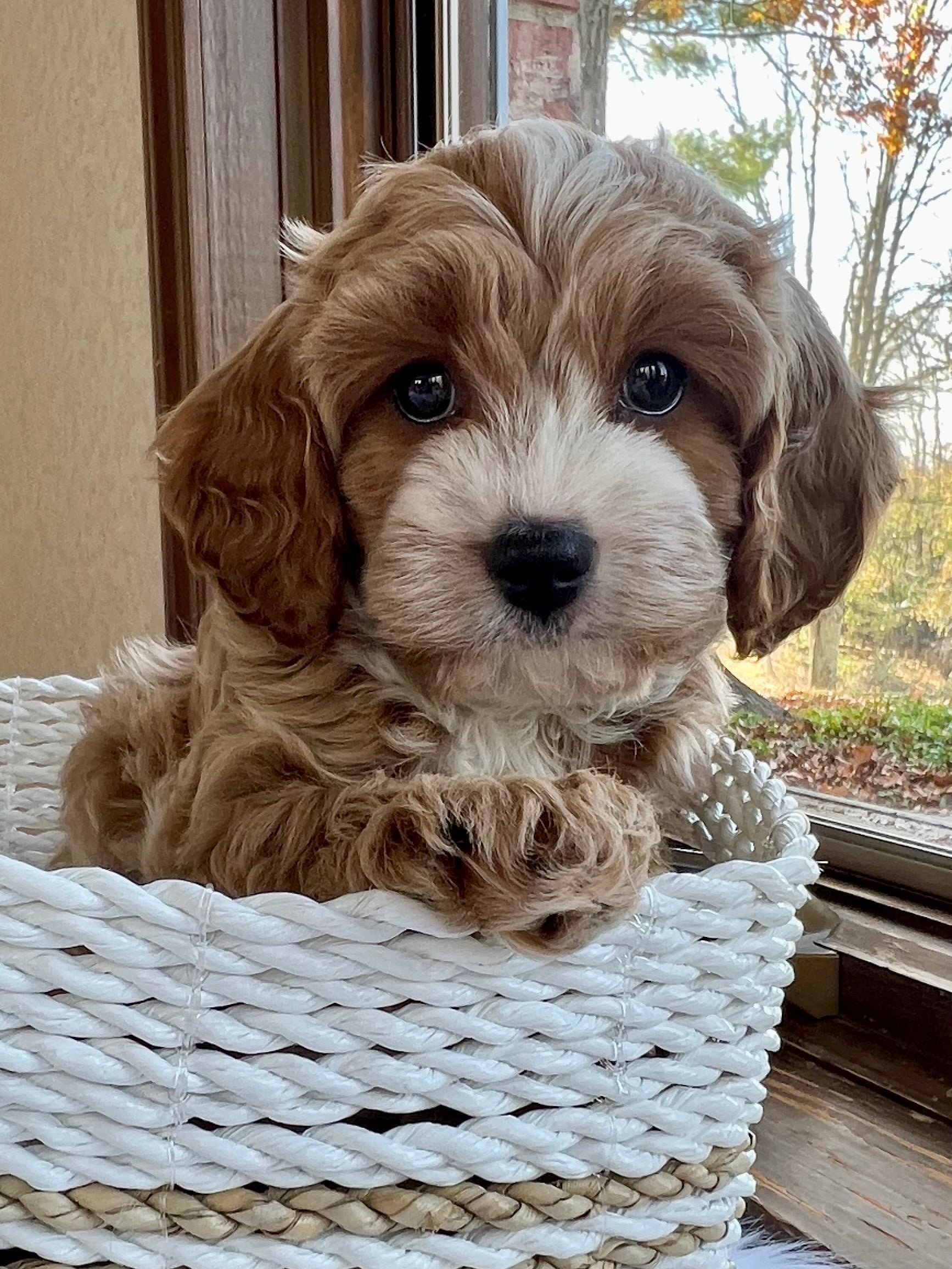 Muffin Cavapoo Puppy 💙 SOLD – Precious Pups USA