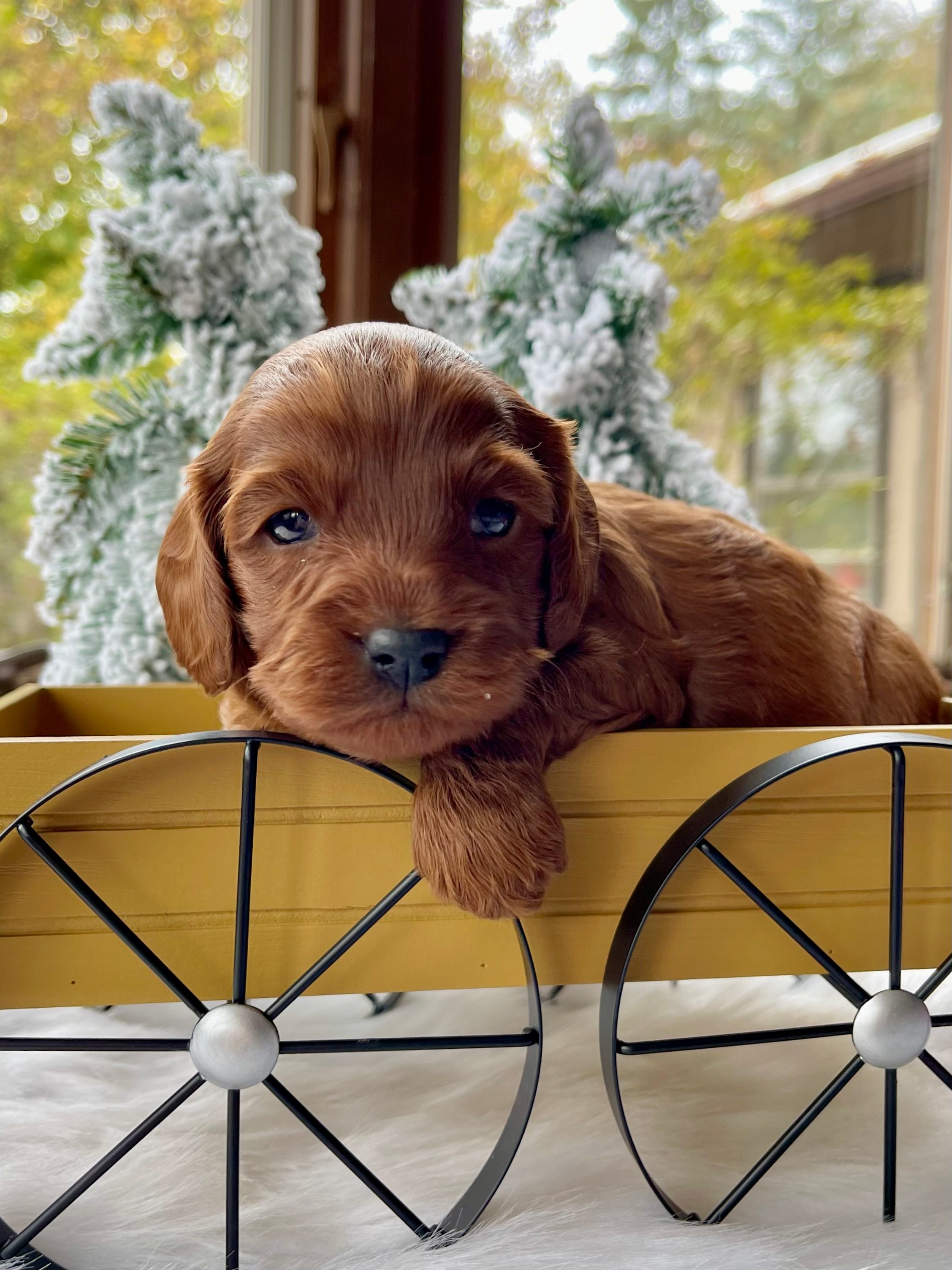 Chestnut Cavapoo Puppy π SOLD β Precious Pups USA