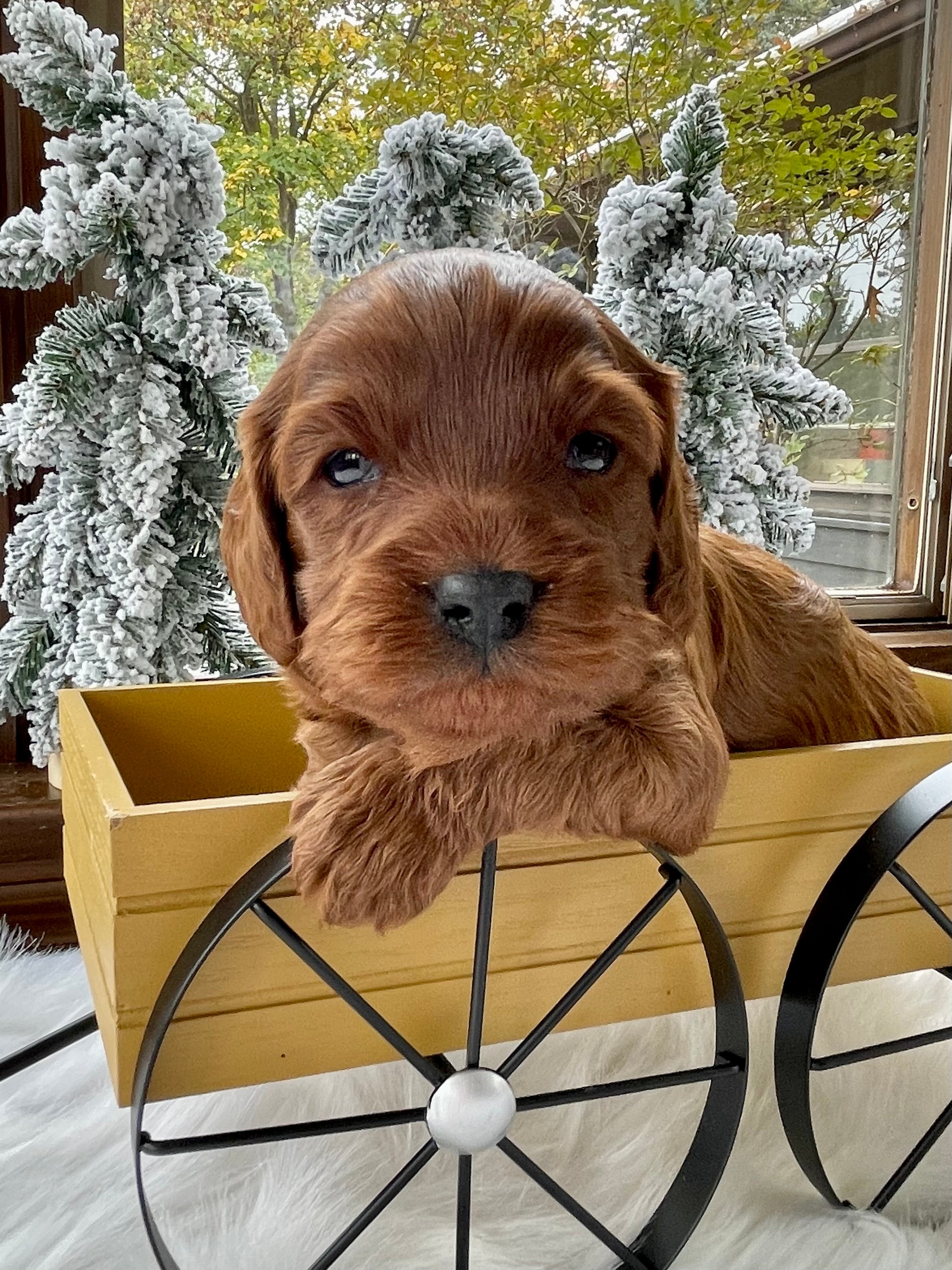 Chestnut Cavapoo Puppy π SOLD β Precious Pups USA