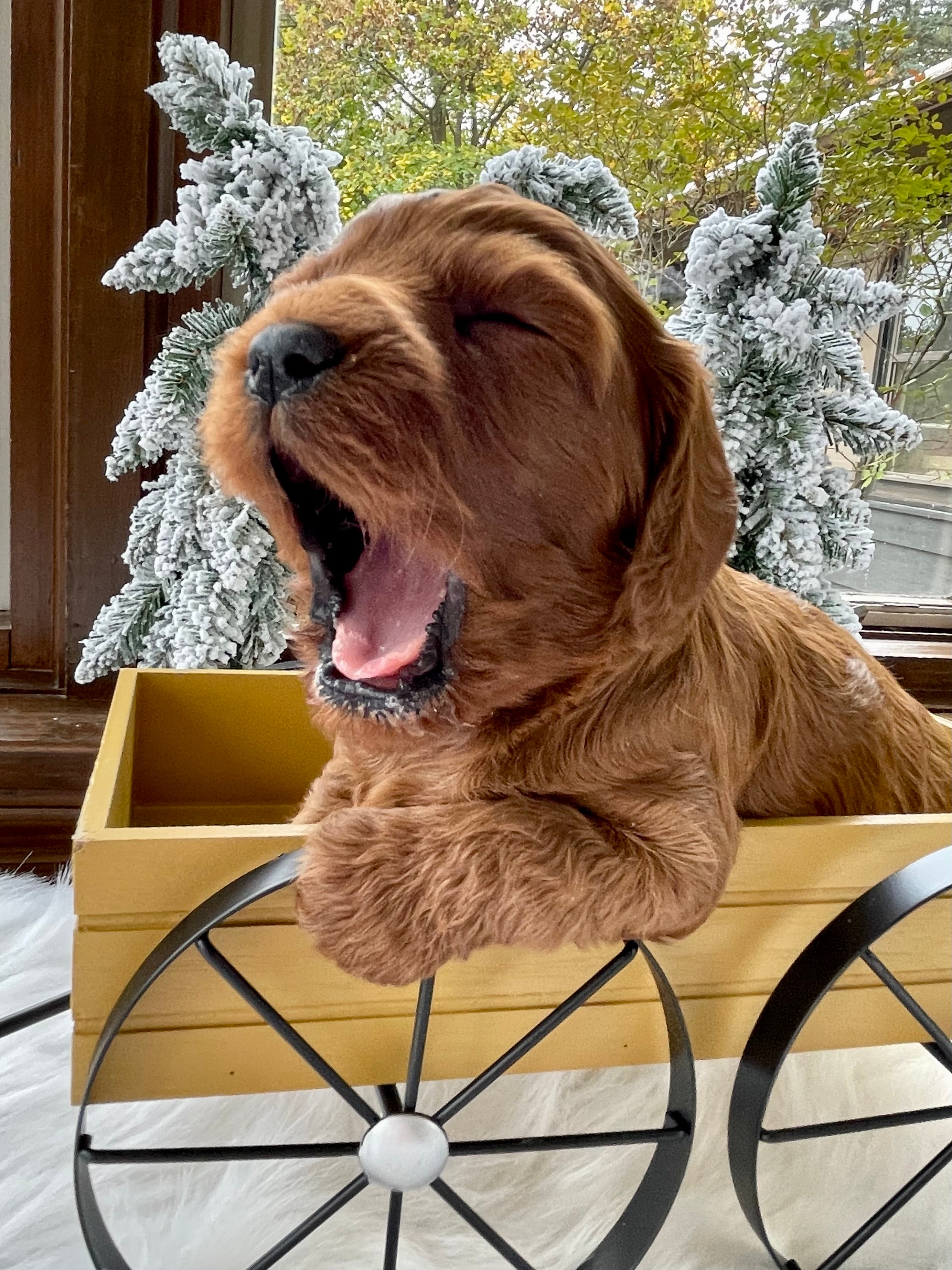 Chestnut Cavapoo Puppy π SOLD β Precious Pups USA