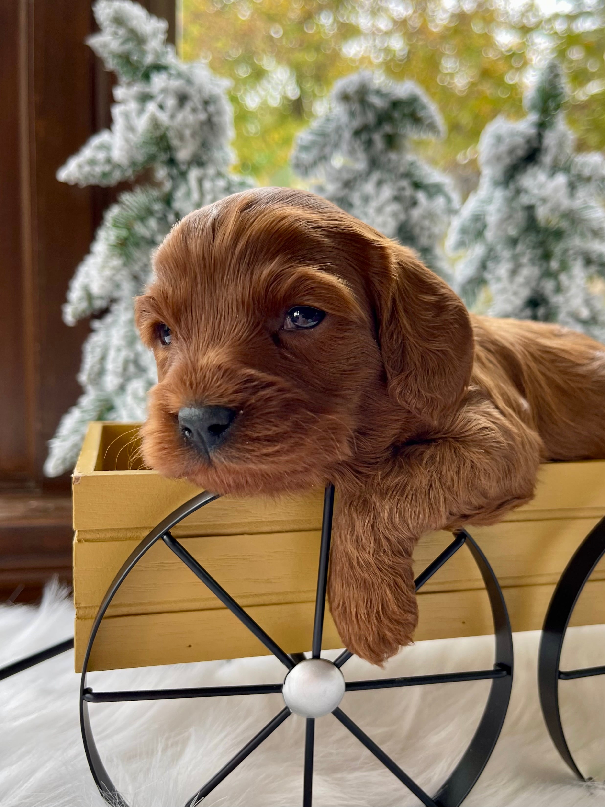 Chestnut Cavapoo Puppy π SOLD β Precious Pups USA
