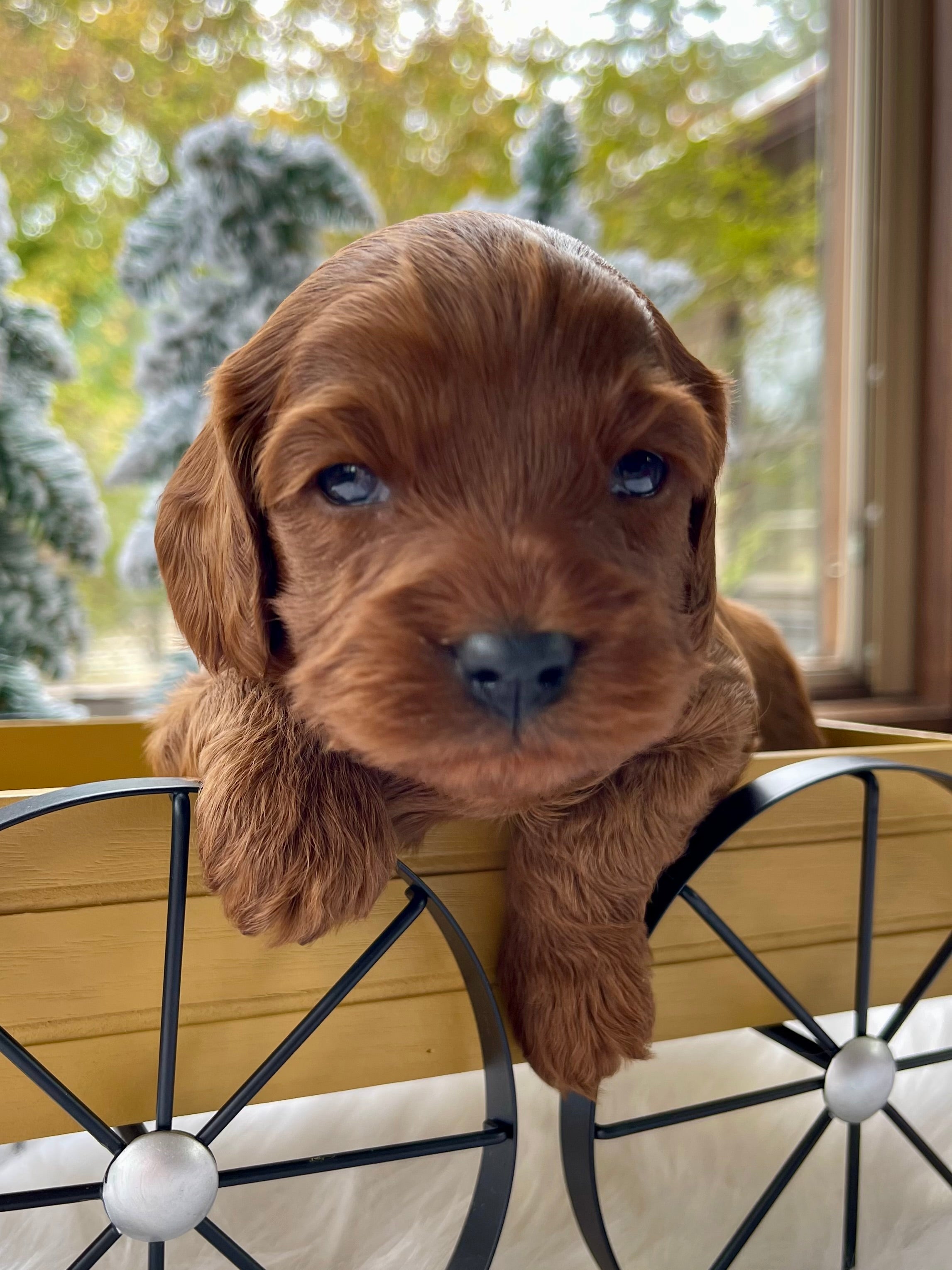 Chestnut Cavapoo Puppy π SOLD β Precious Pups USA
