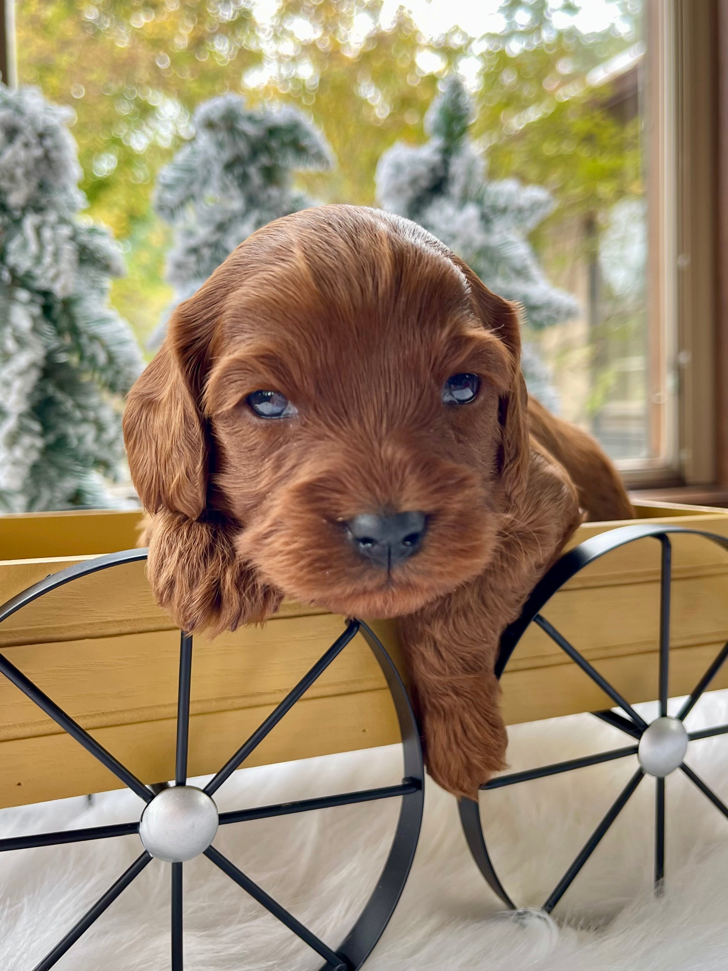 Chestnut Cavapoo Puppy π SOLD β Precious Pups USA