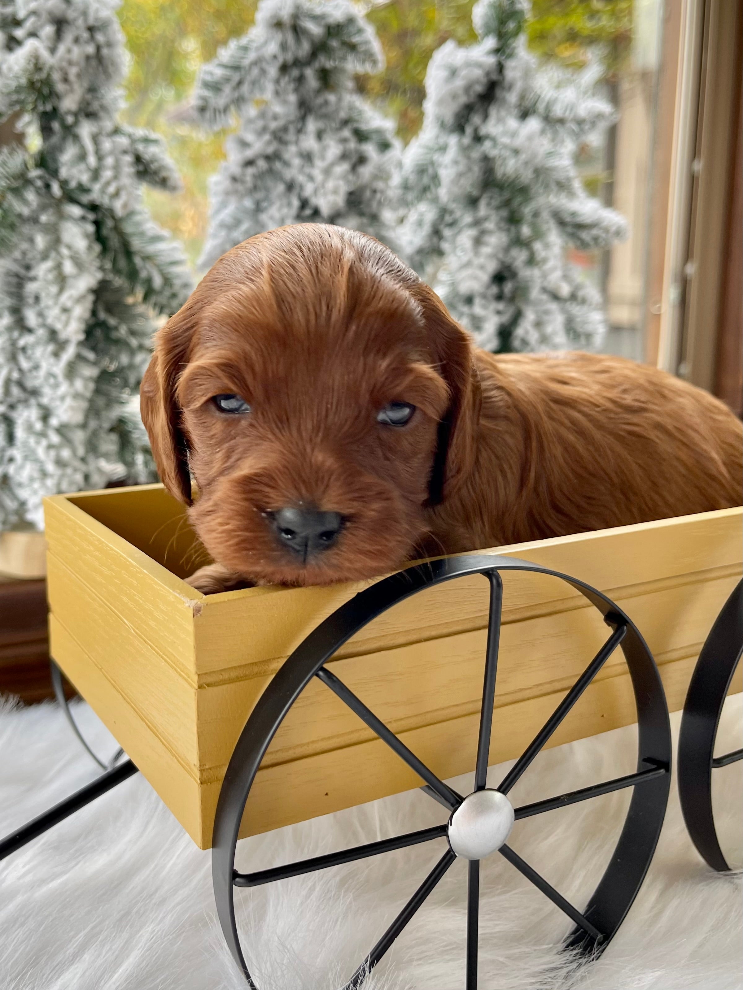 Chestnut Cavapoo Puppy π SOLD β Precious Pups USA