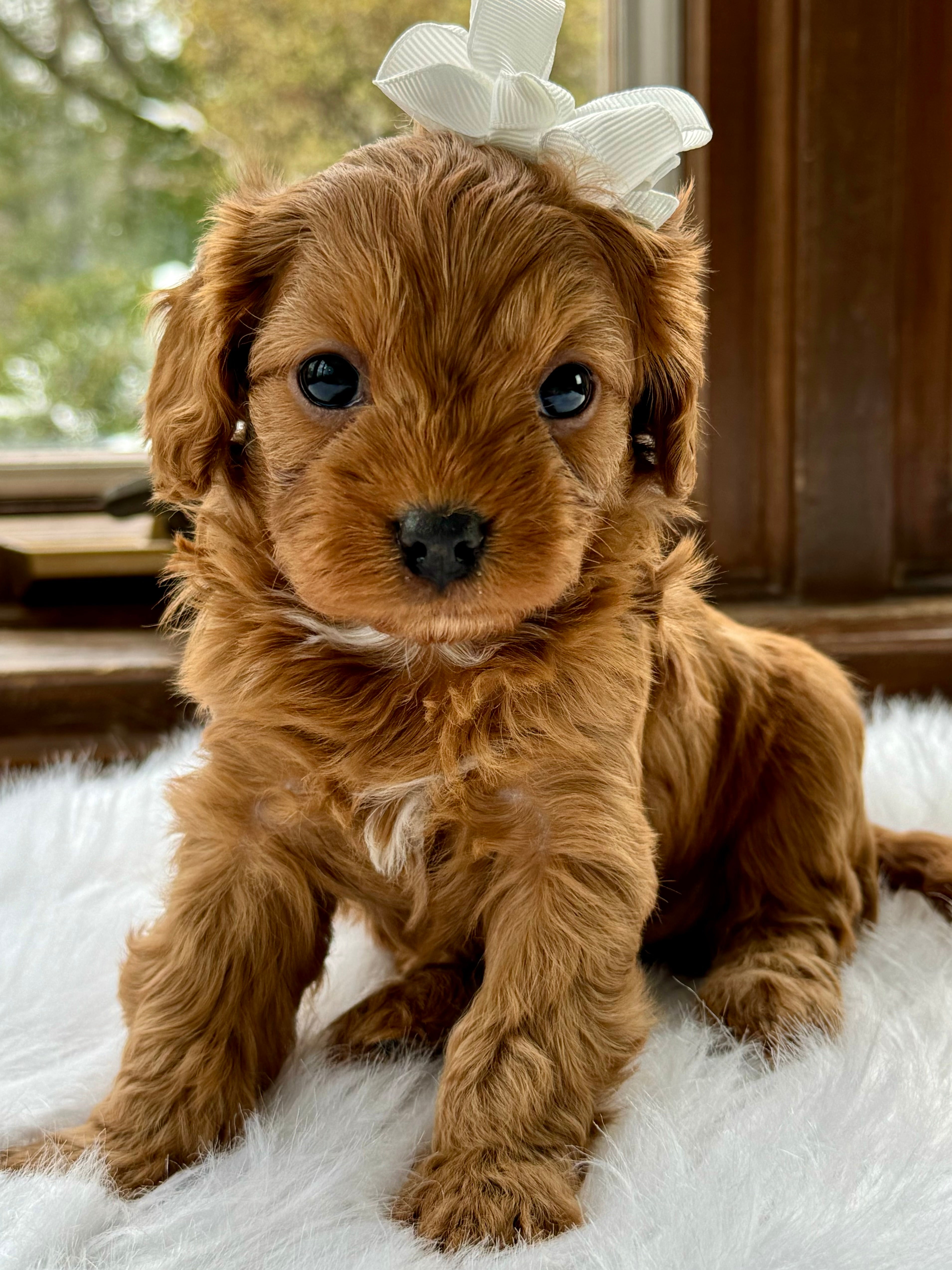 Cavapoo 19 Weeks Cora Cavapoo Puppy 💗 SOLD – Precious Pups Doodles
