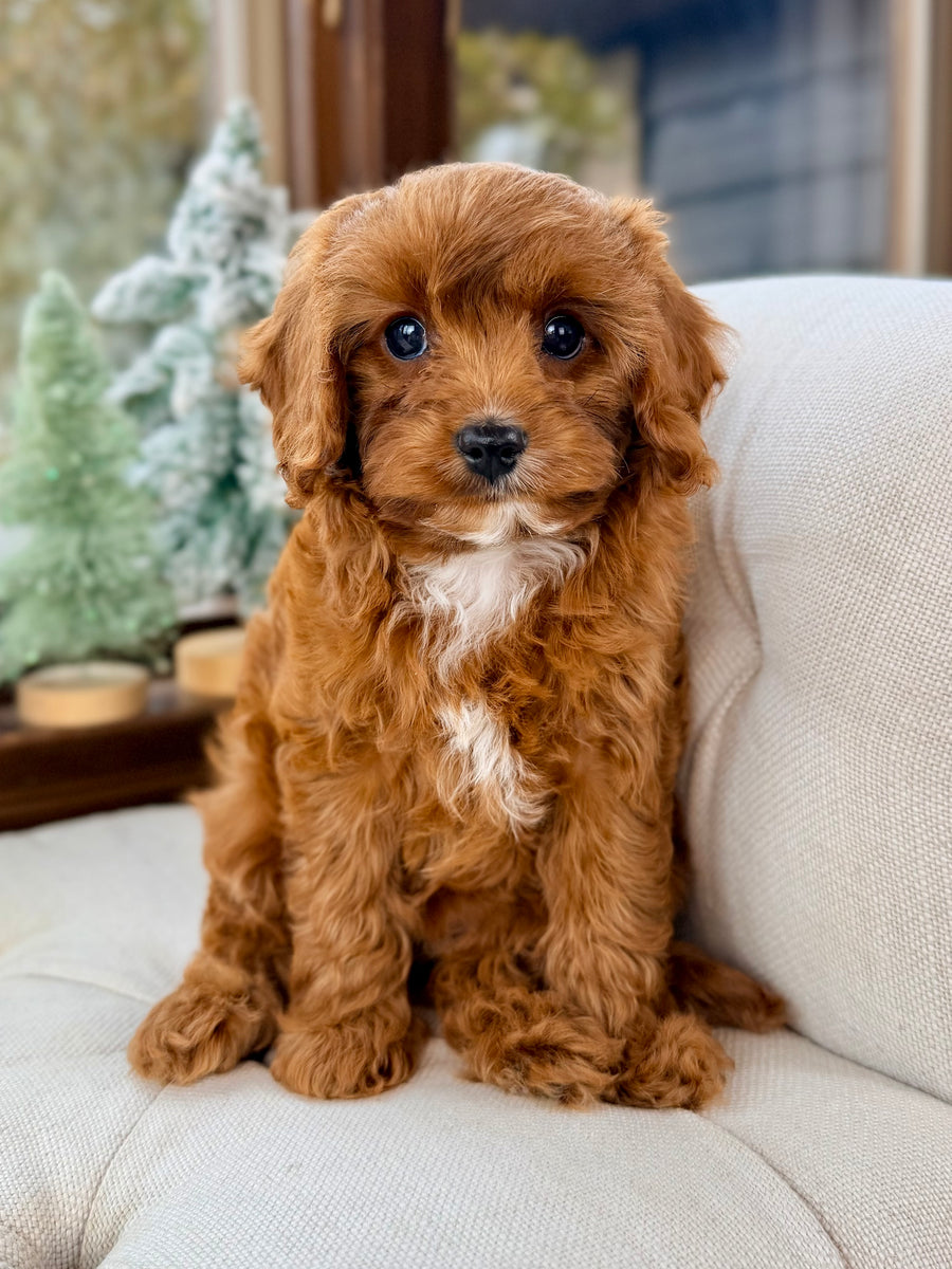 Molly Cavapoo Puppy 💗 ADOPTED – Precious Pups USA