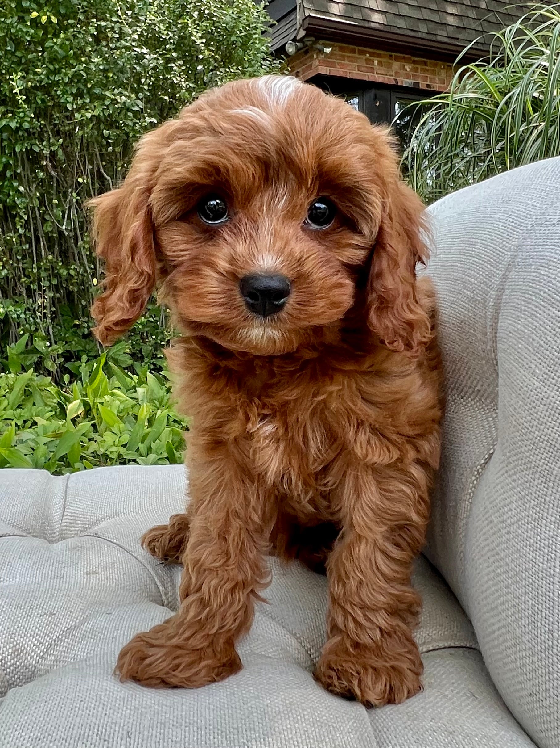 Red Cavapoo 8 Week Red Cavapoo Full Grown