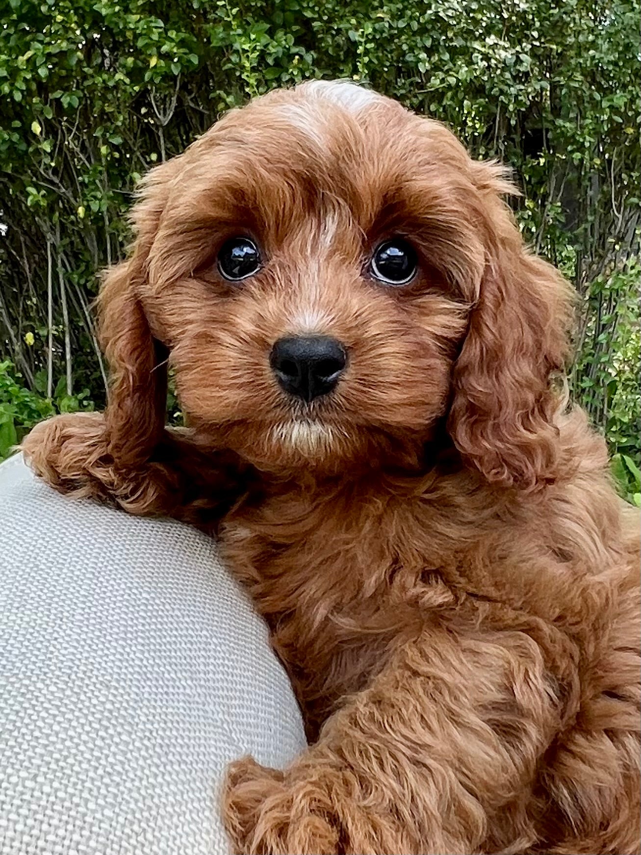 Cavapoo Gris Sawyer Cavapoo Puppy 💙 SOLD – Precious Pups Doodles