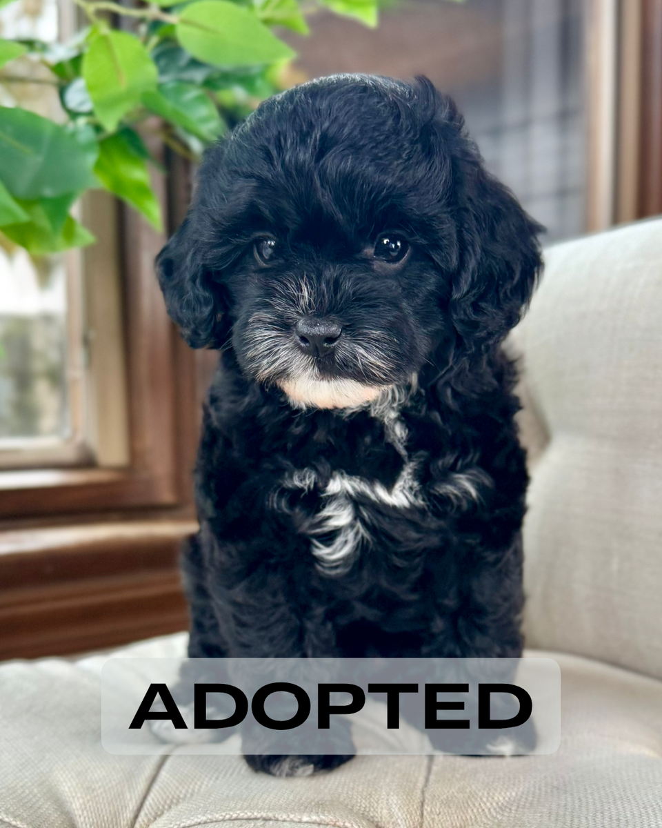 Cub Toy F1b Cavapoo Puppy 💙 SOLD – Precious Pups Doodles