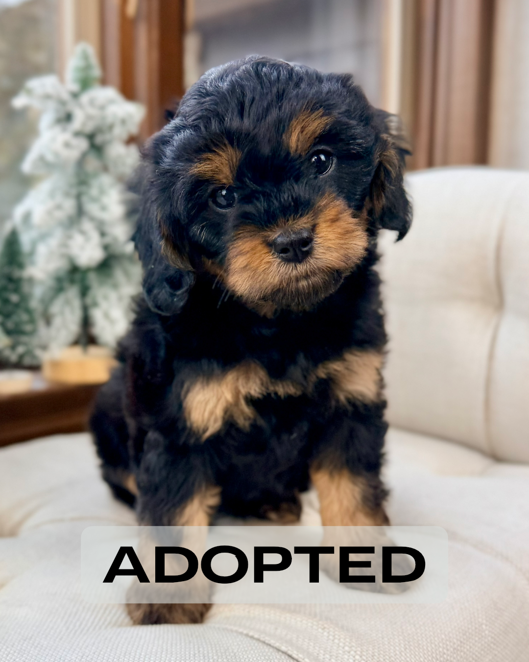 Java Cavapoo Puppy 💗 ADOPTED – Precious Pups USA