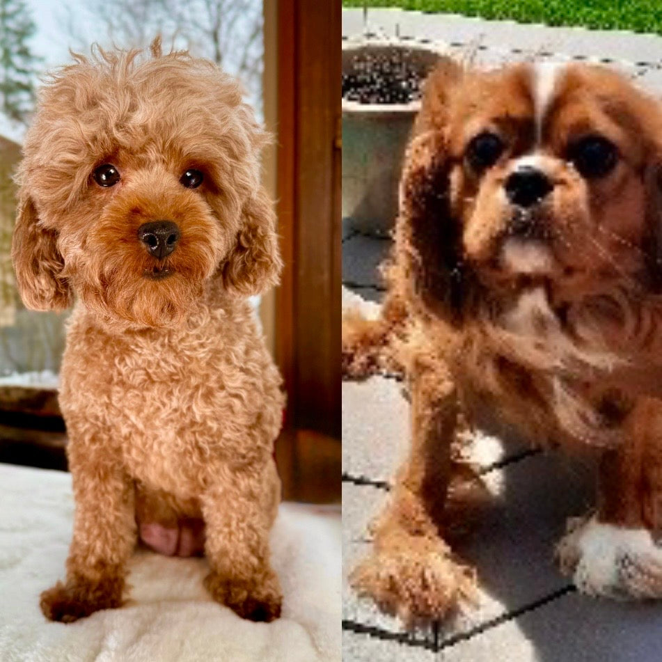 Ruby Cavapoo Puppy 💗 ADOPTED – Precious Pups USA