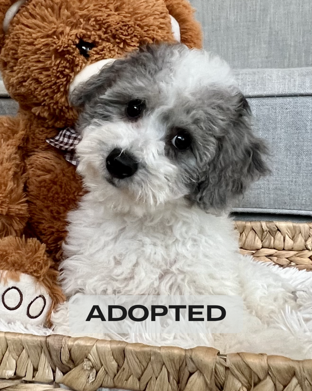 Poochon adoption cheap