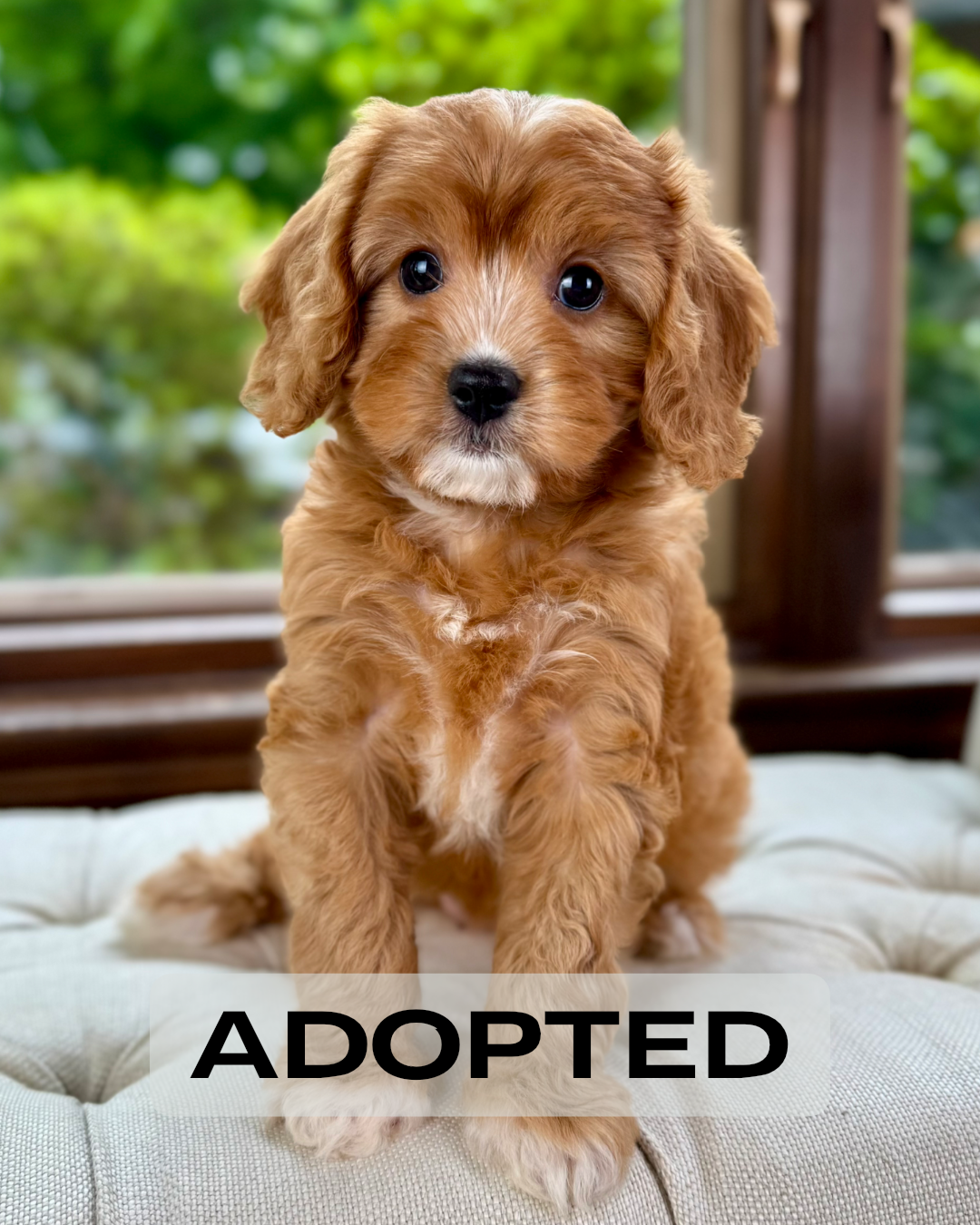 Ruby Cavapoo Puppy 💗 ADOPTED – Precious Pups USA