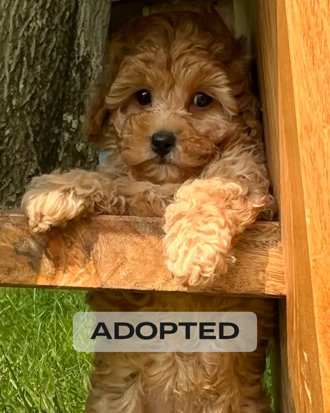 Toy poodle near sales me